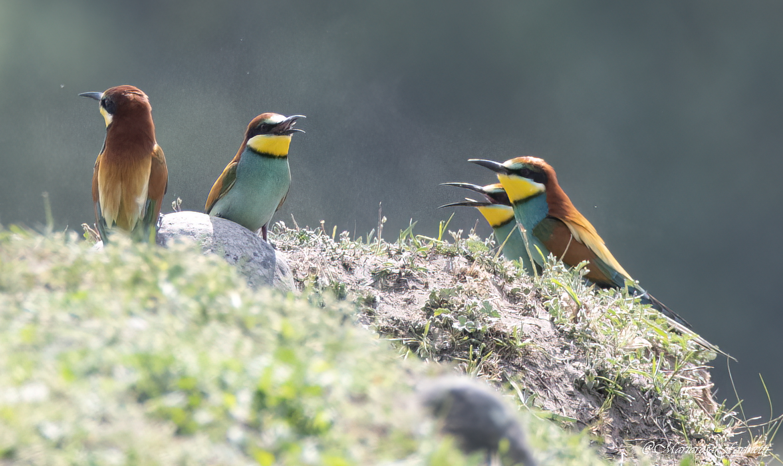 Bee-eaters