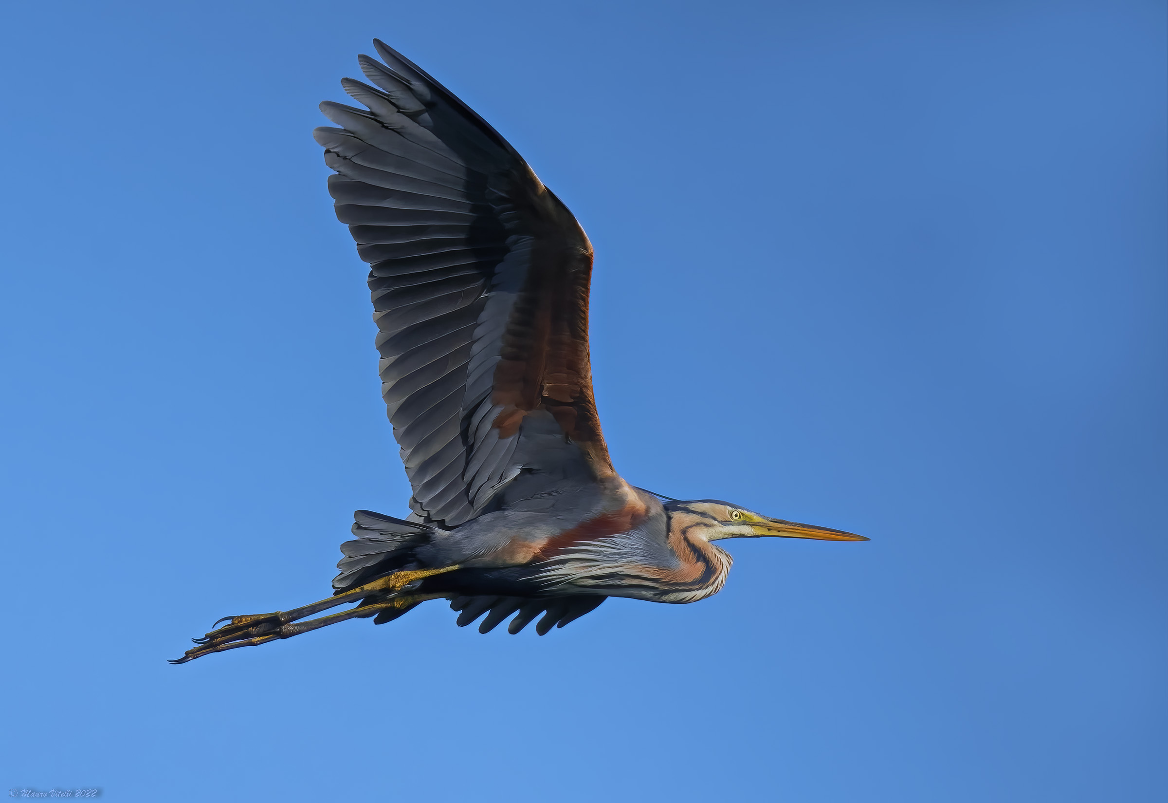 Red Heron (Ardea purpurea)