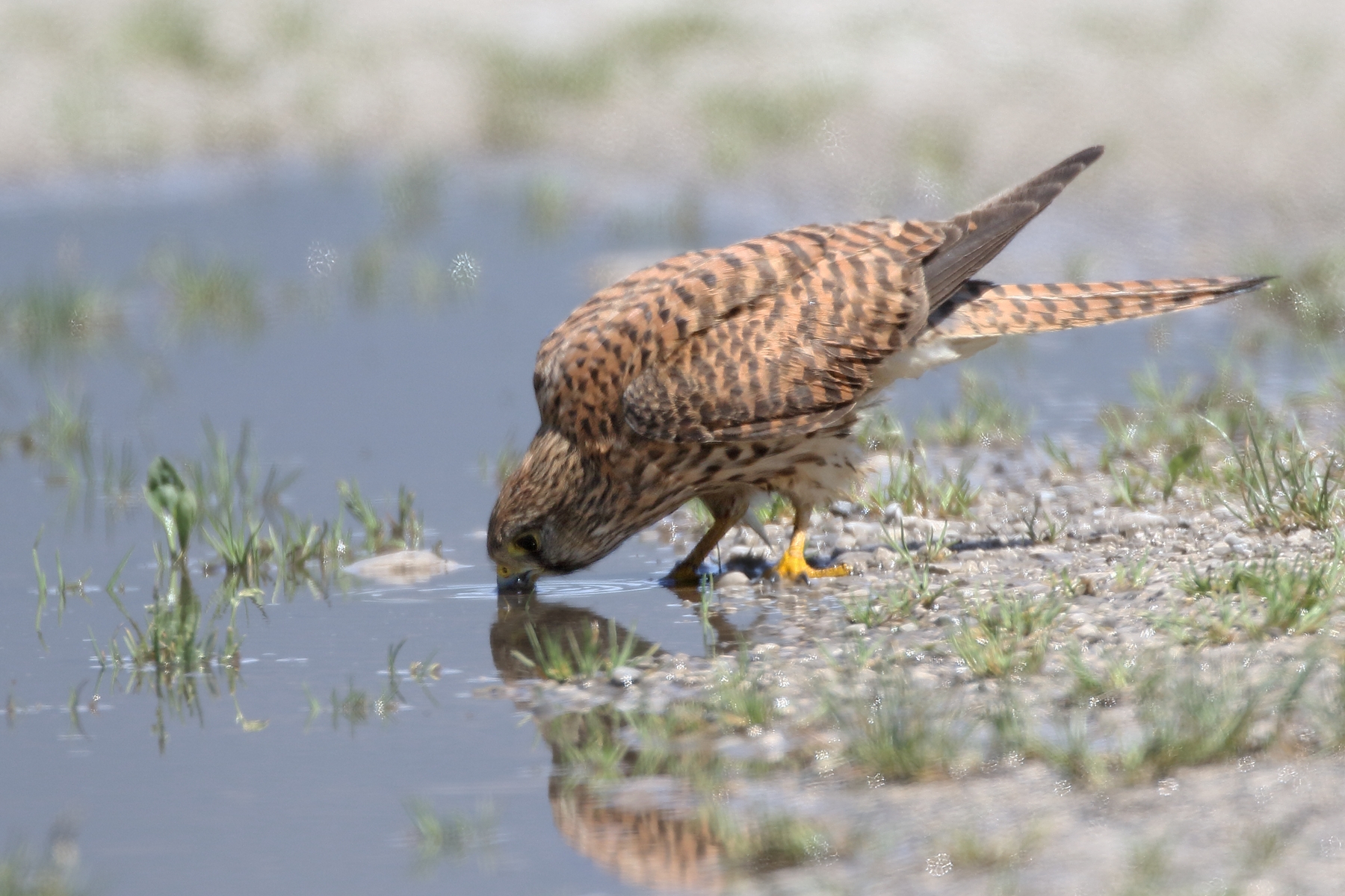 Kestrel to puddle