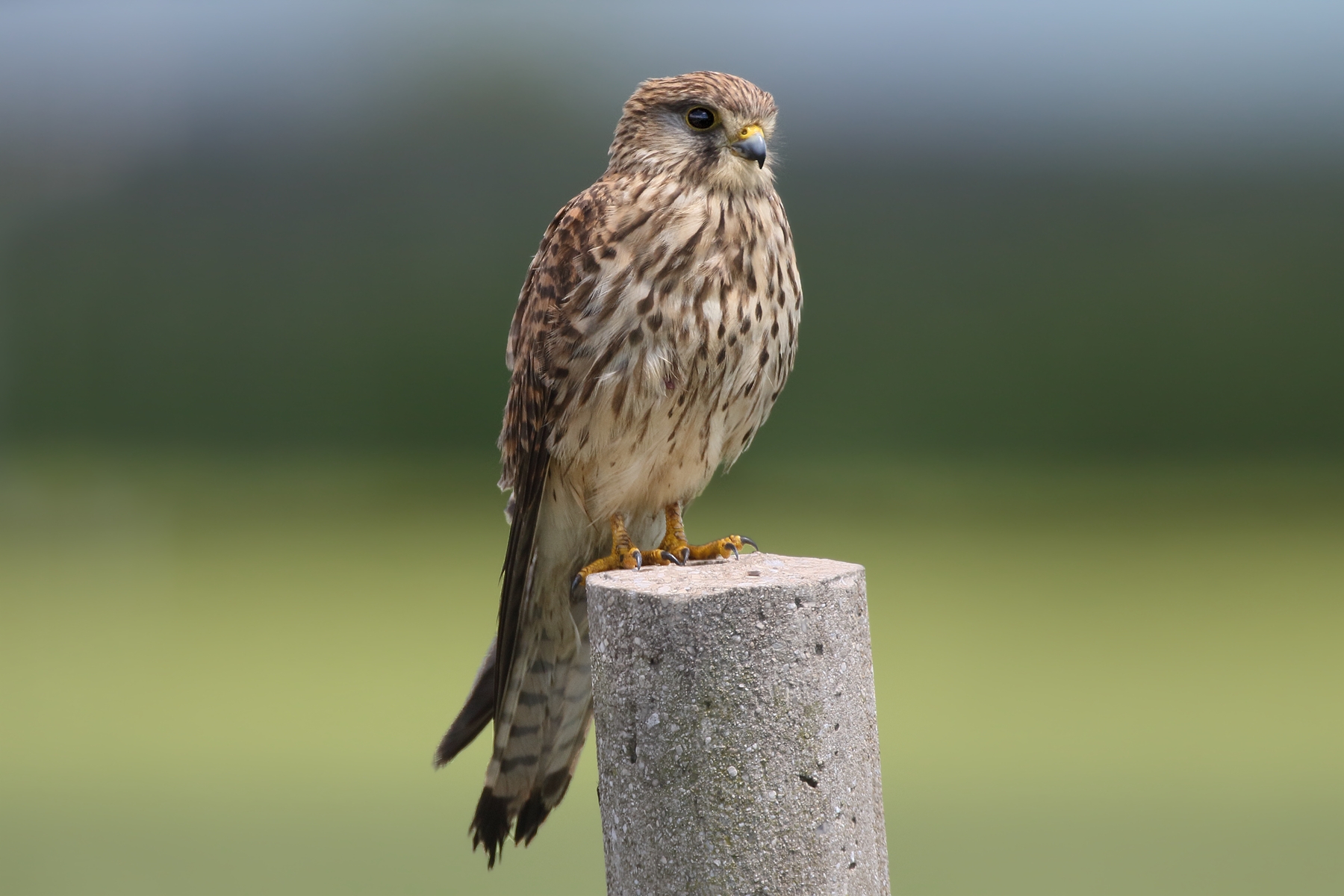 Kestrel posing