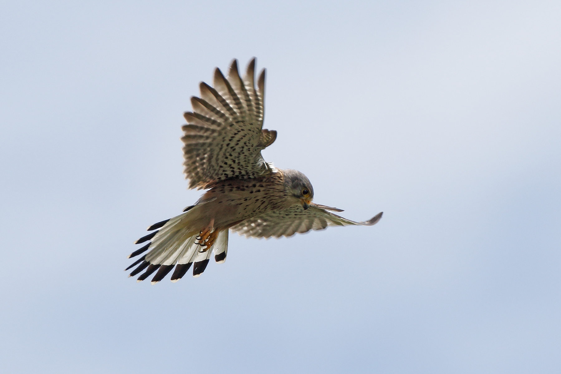 Kestrel in typical flight pose