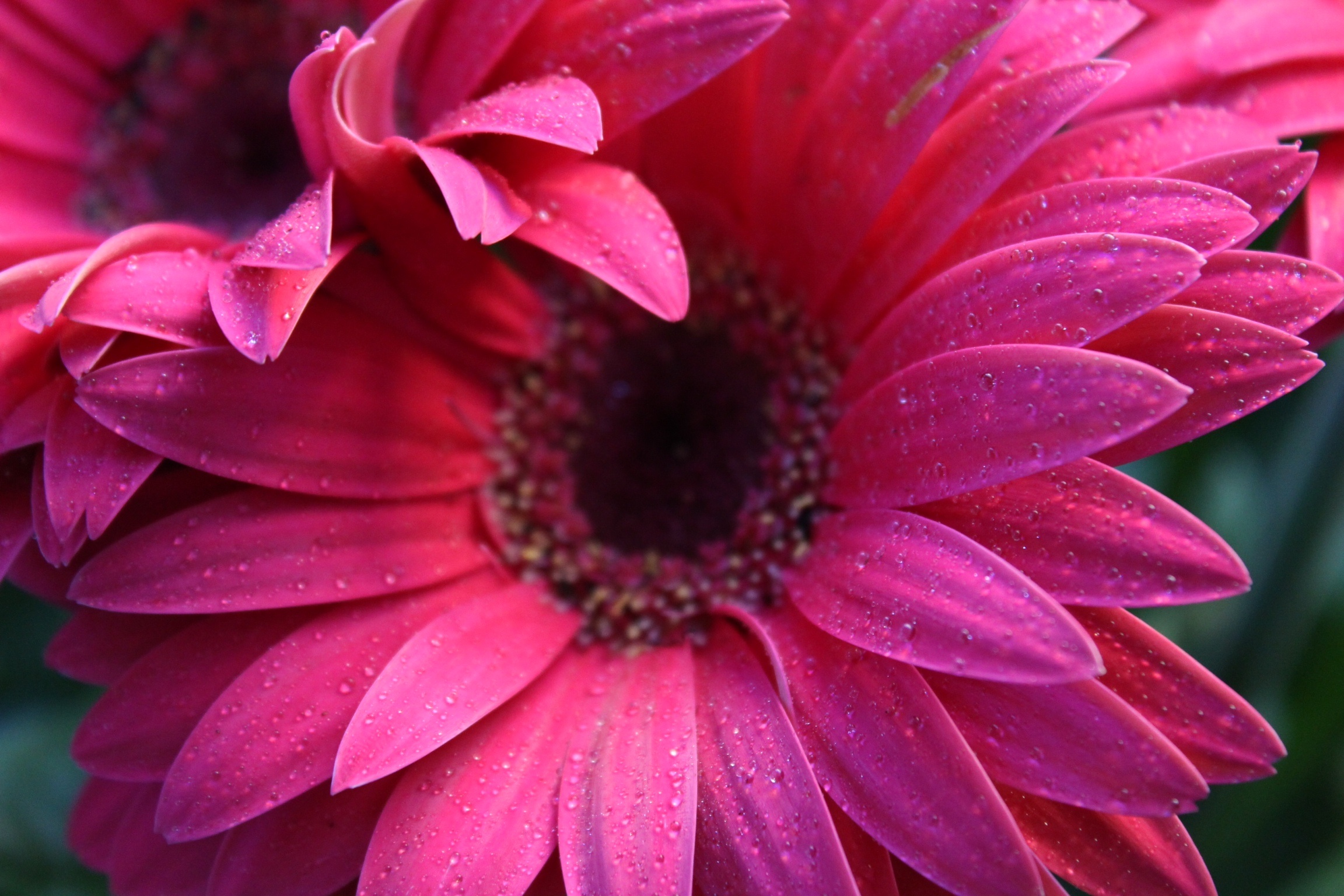 Gerbera
