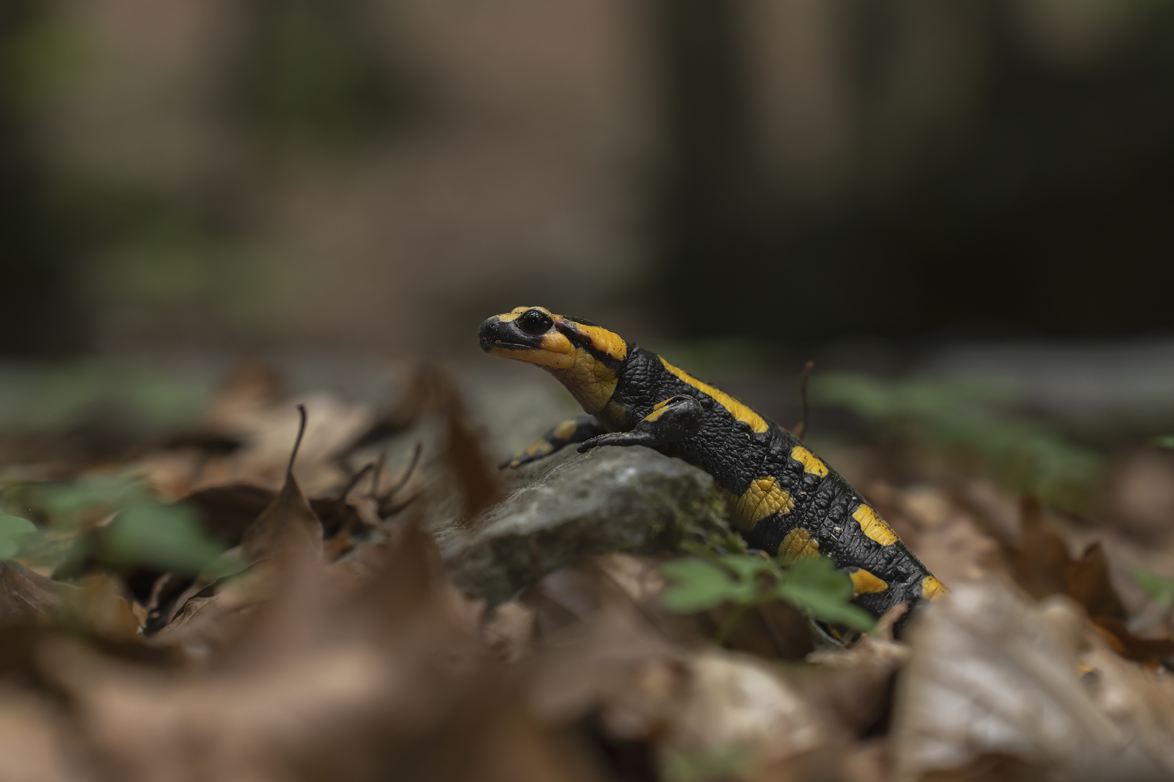 Salamander salamander