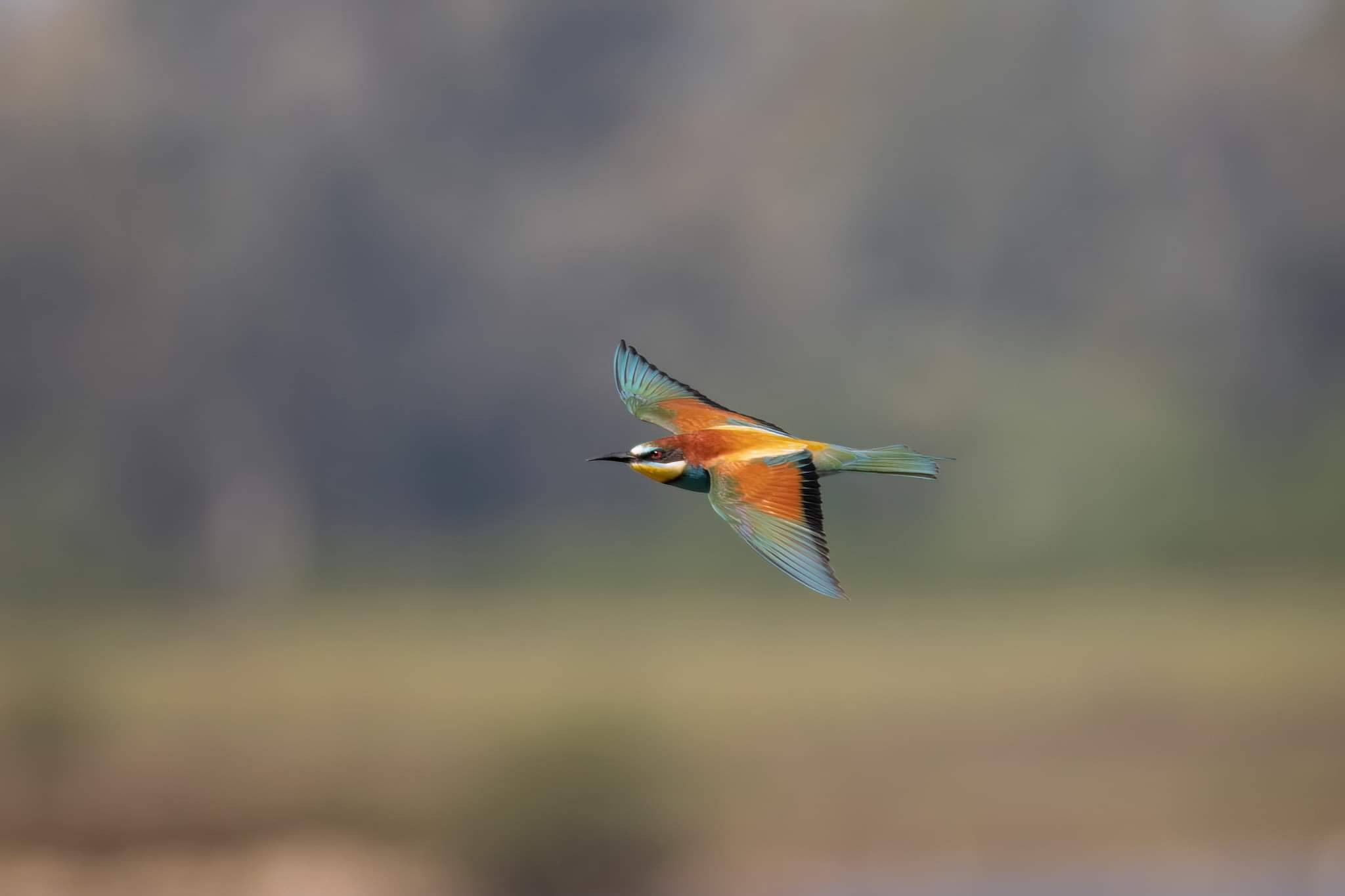 Bee-eater