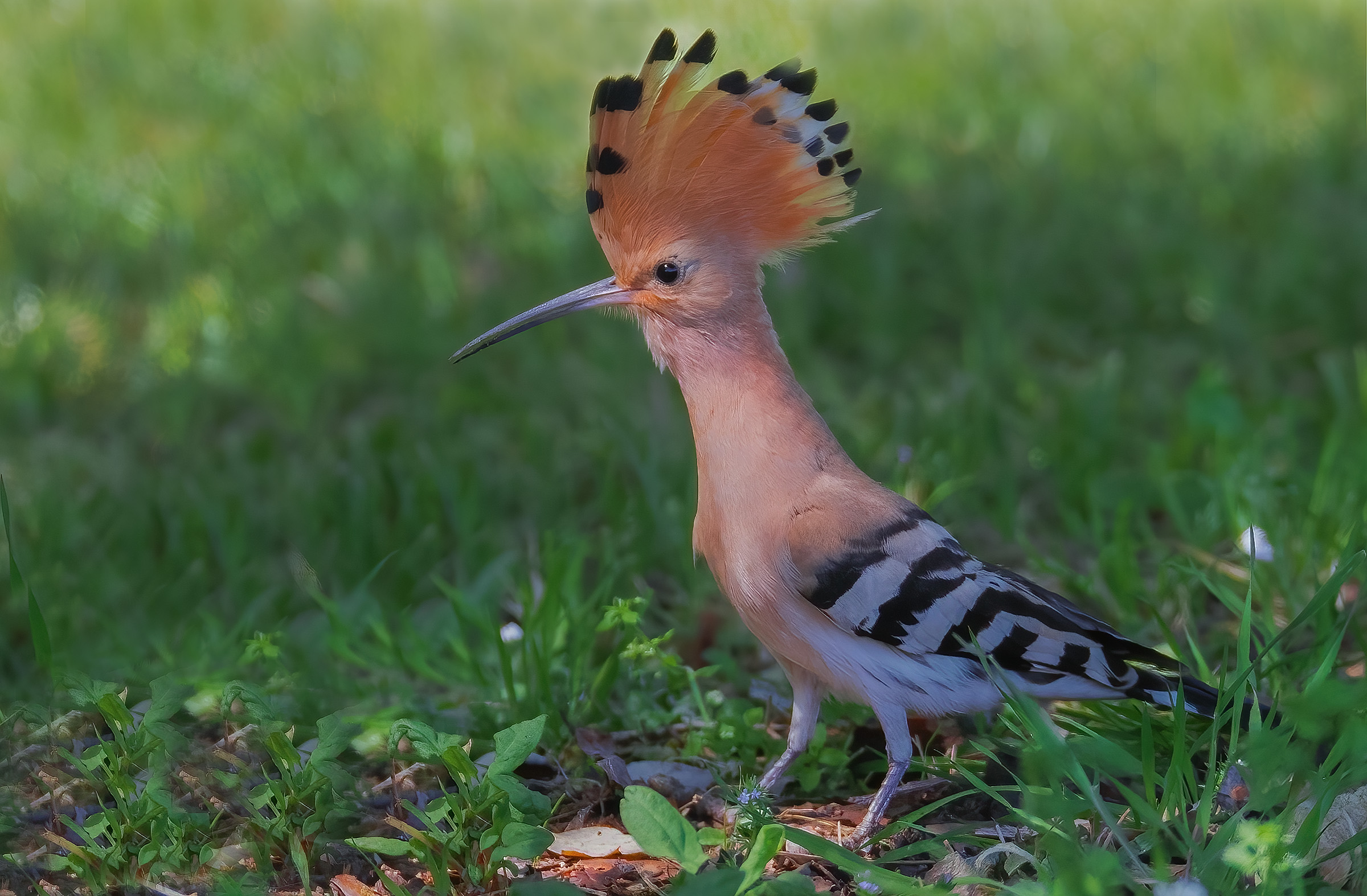 Hoopoe (Hoopoe epops)