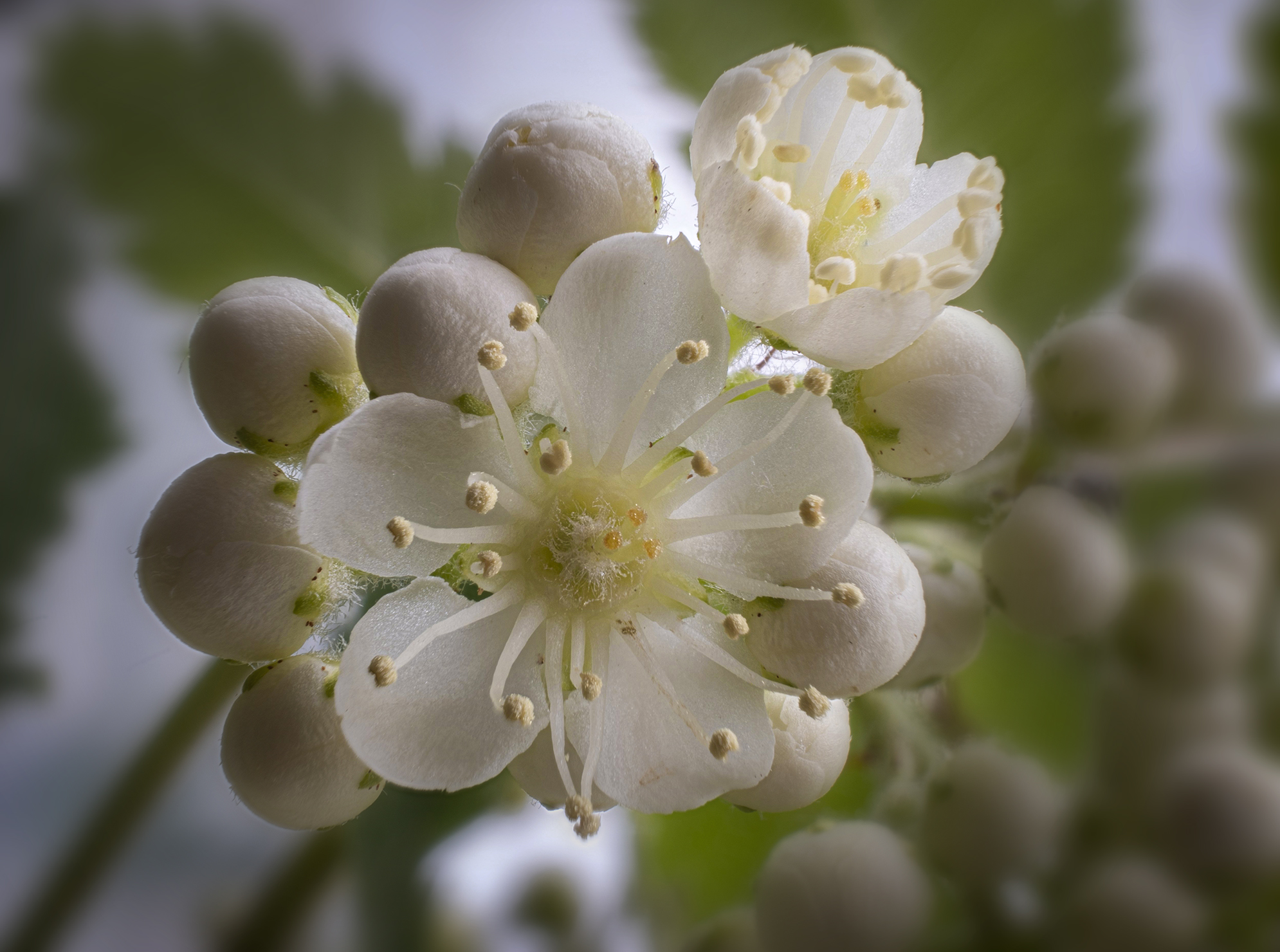 Sorbus Scopulina greene...