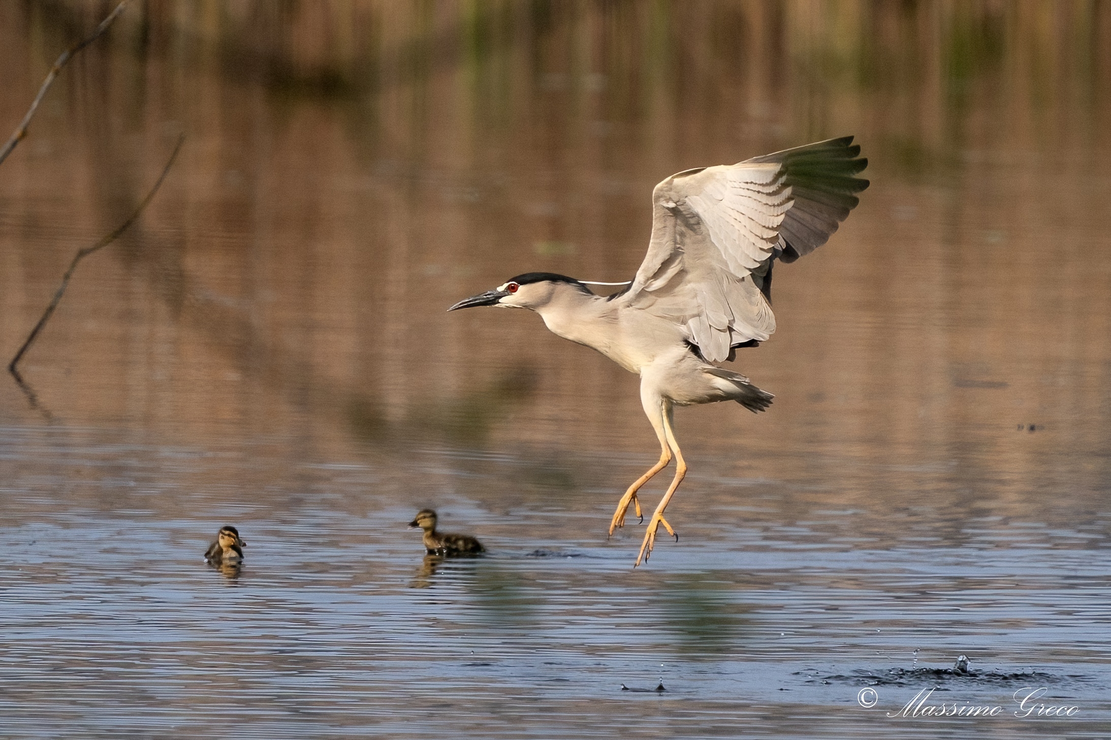 Nitticora (Nycticorax nycticorax )