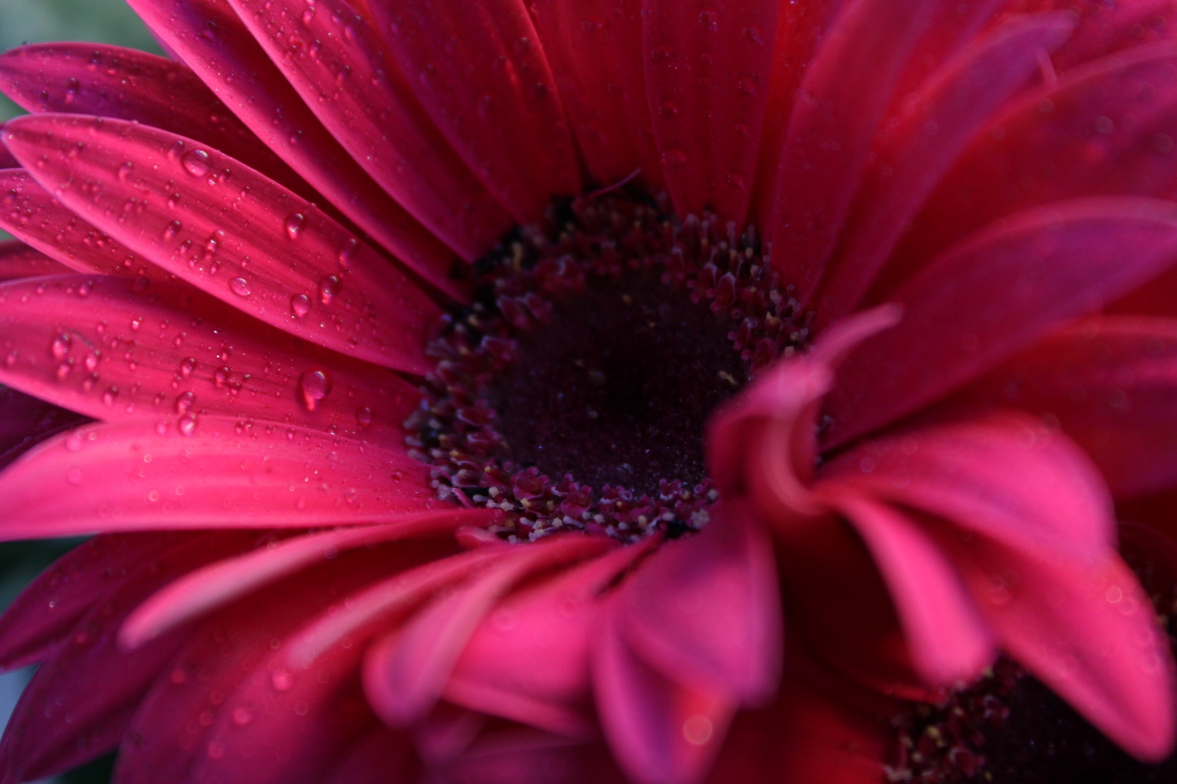 Gerbera 2