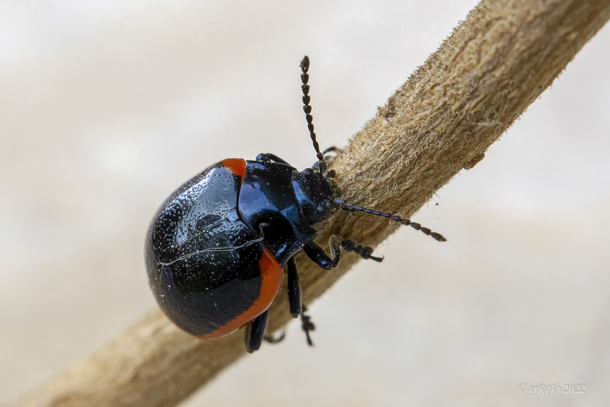 Chrysolina rossia
