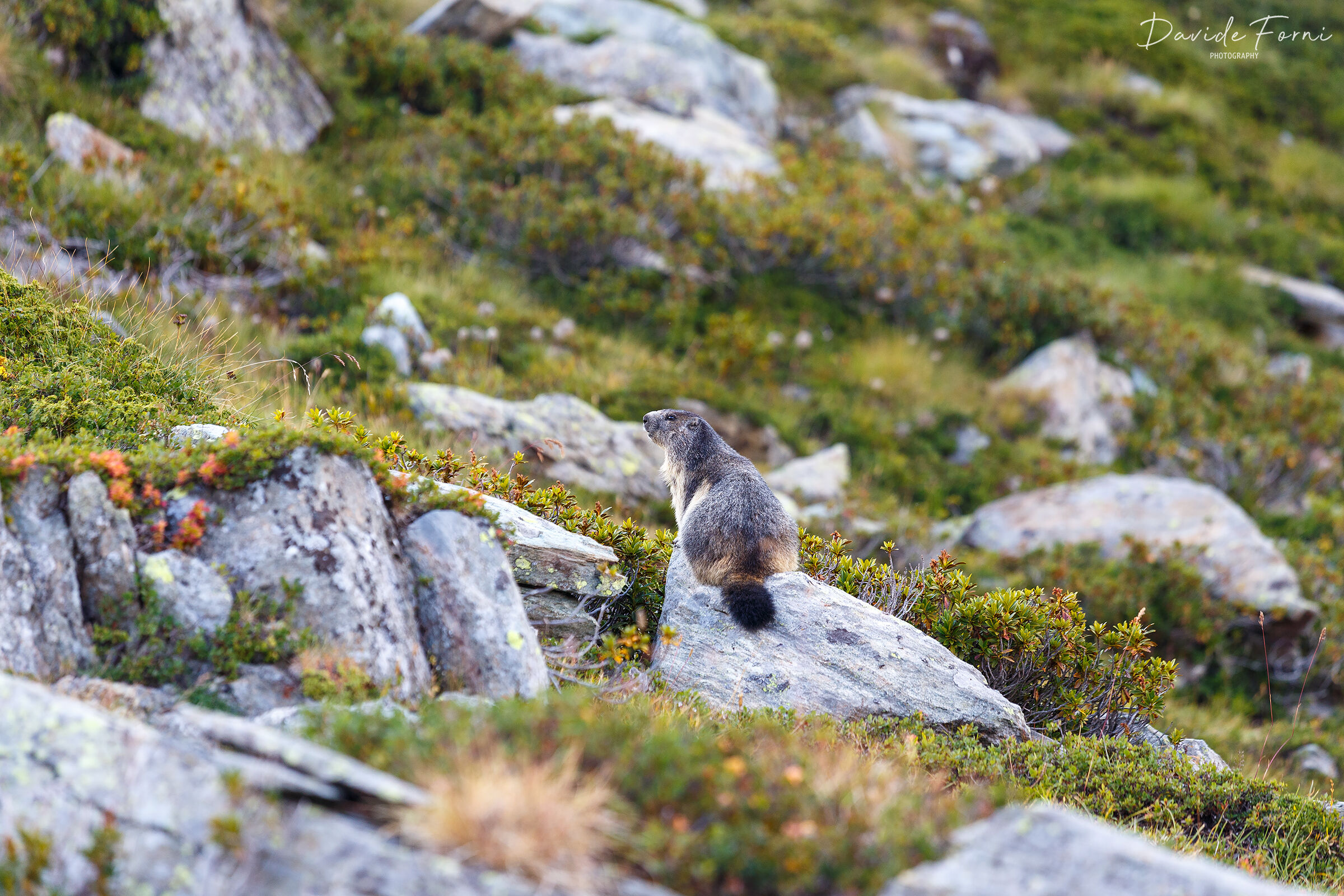 Marmot in the Champorcher Valley