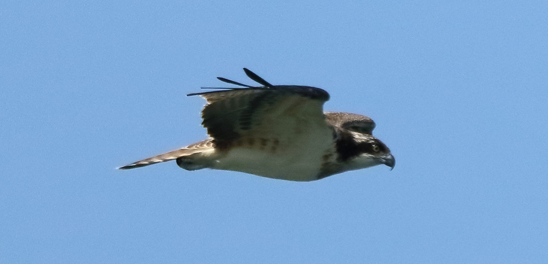 osprey 02-09-2021
