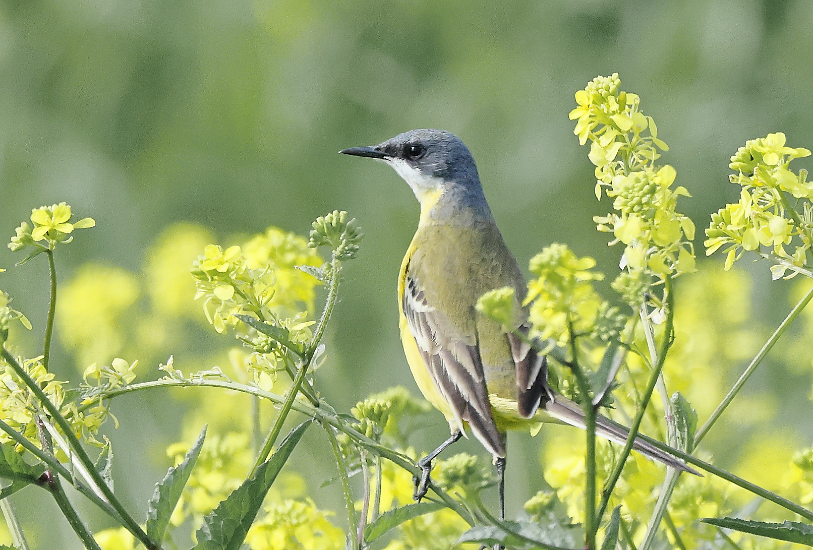 Wagtail