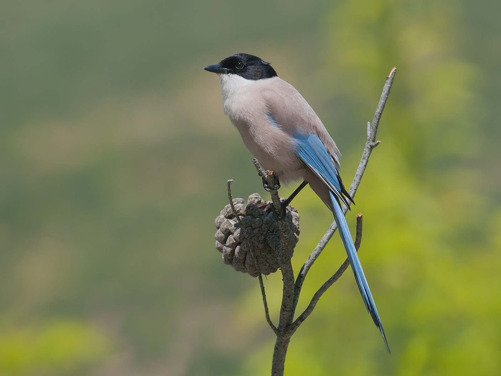 Iberian blue magpie.