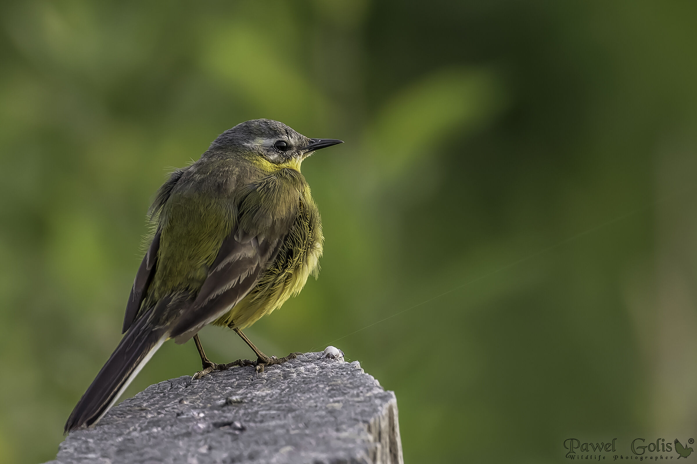 Yellow wagtail (Motacilla flava)