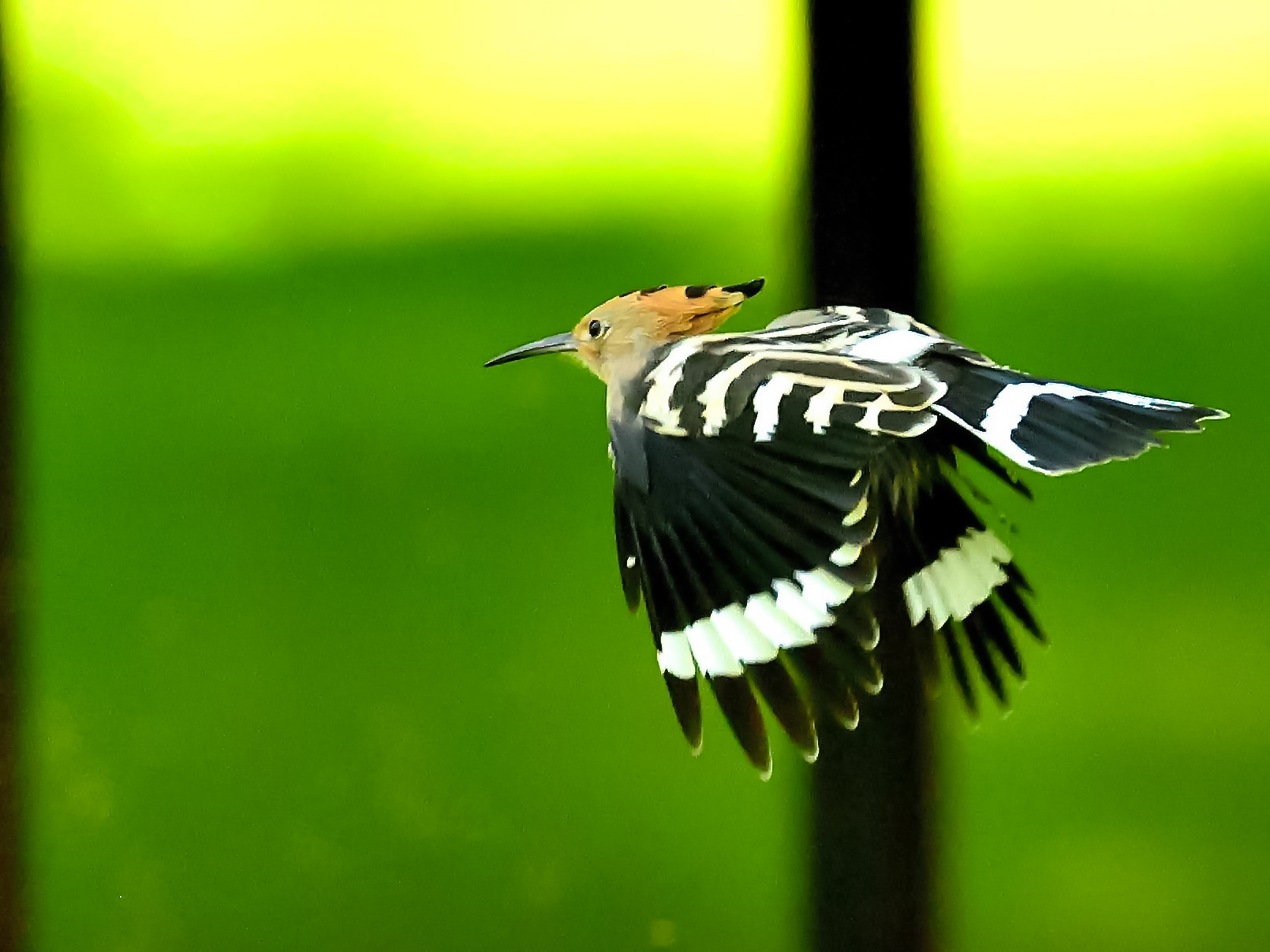 hoopoe