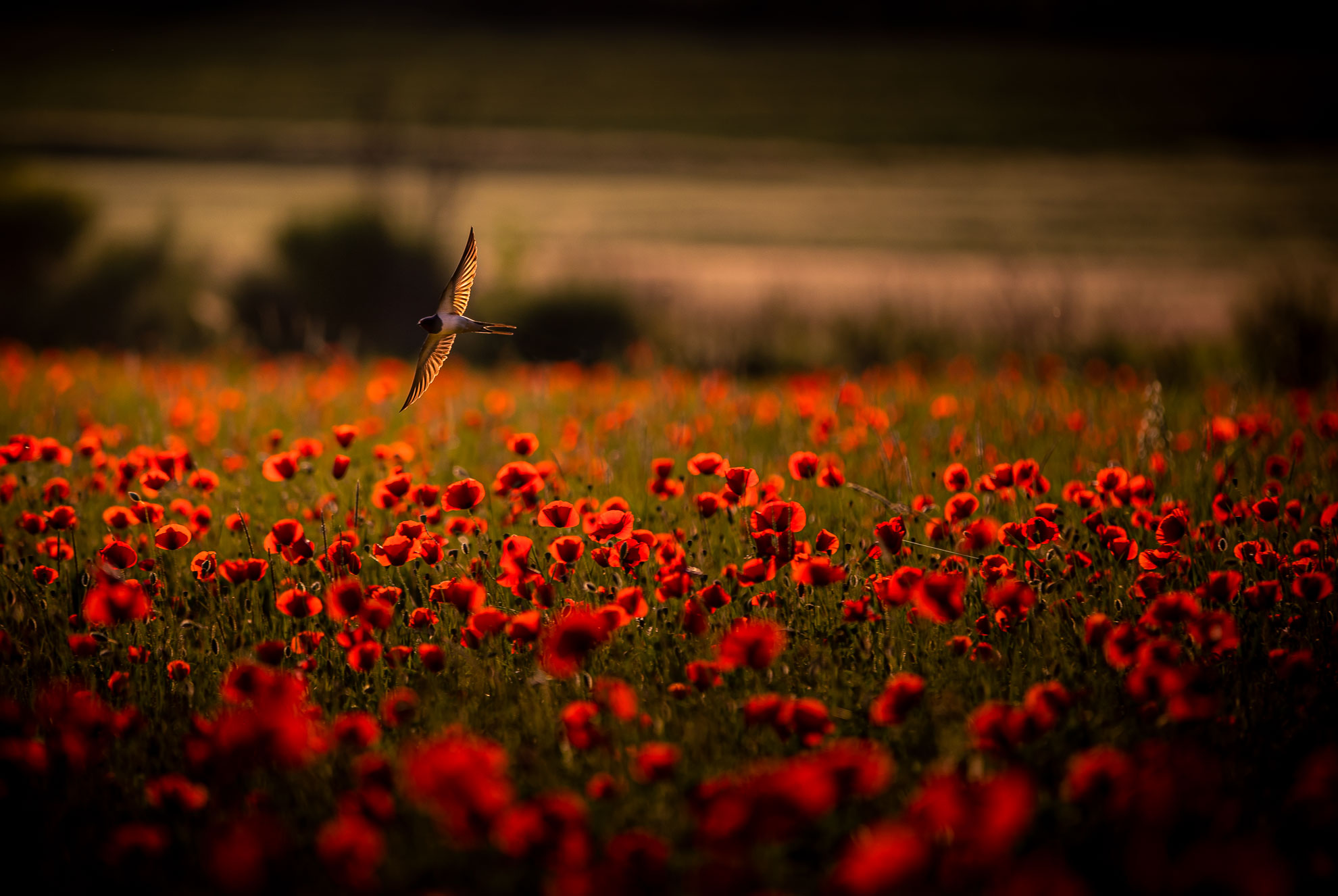 La rondine che fa' primavera.
