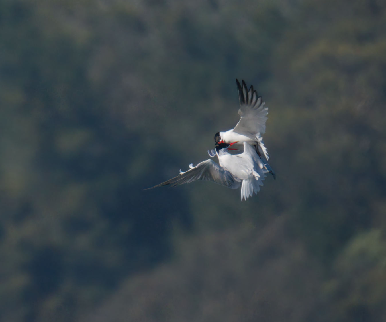 Lotta contro le sterne