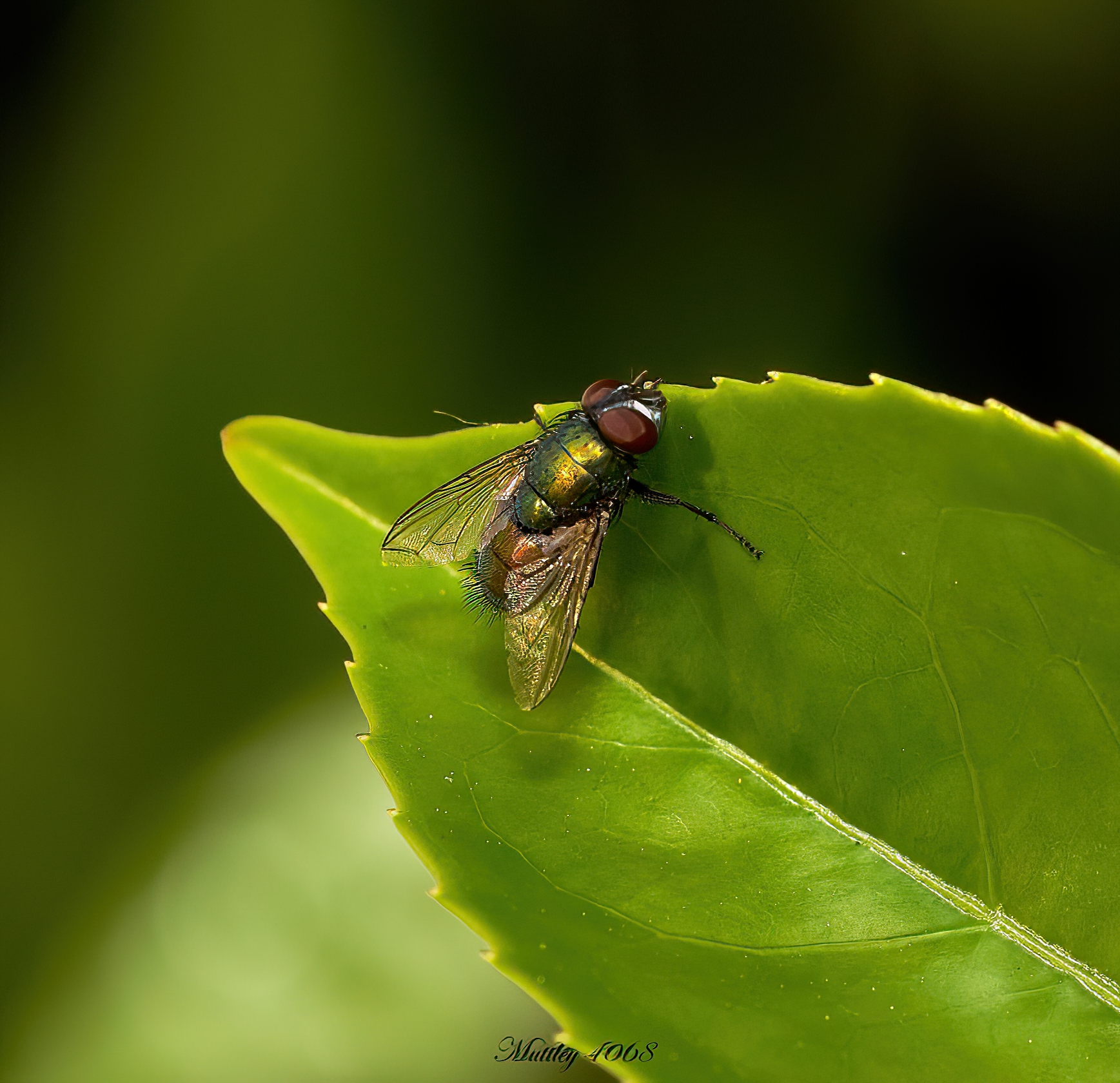 Lucilia Sericata order Calliphoridae