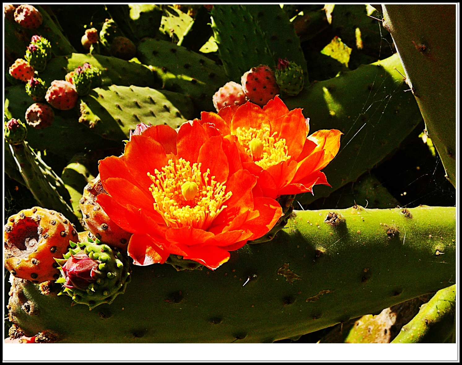 Cactus