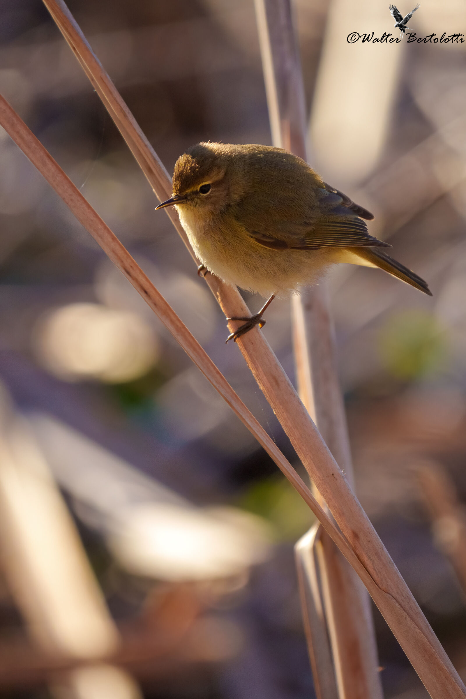 luì piccolo nel canneto