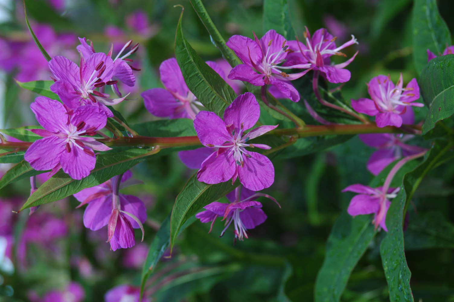fiori 2