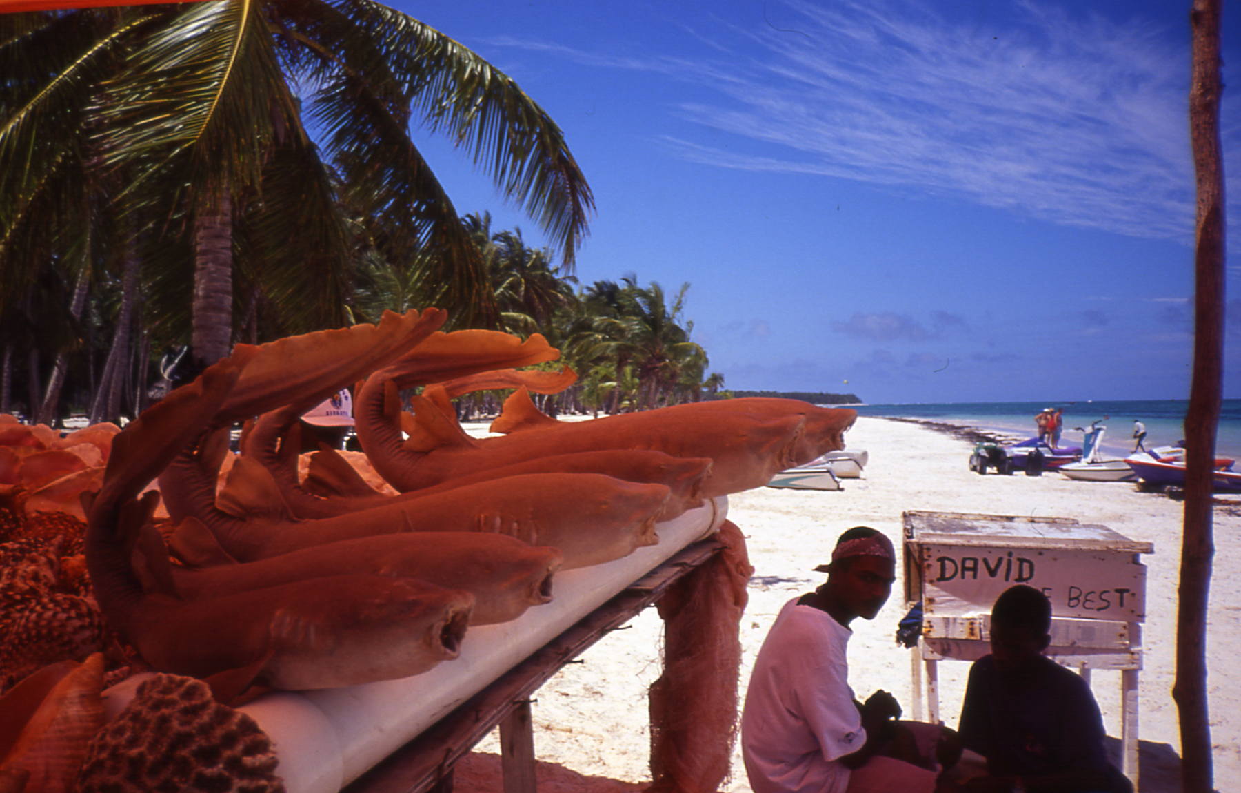 predatori imbalsamati