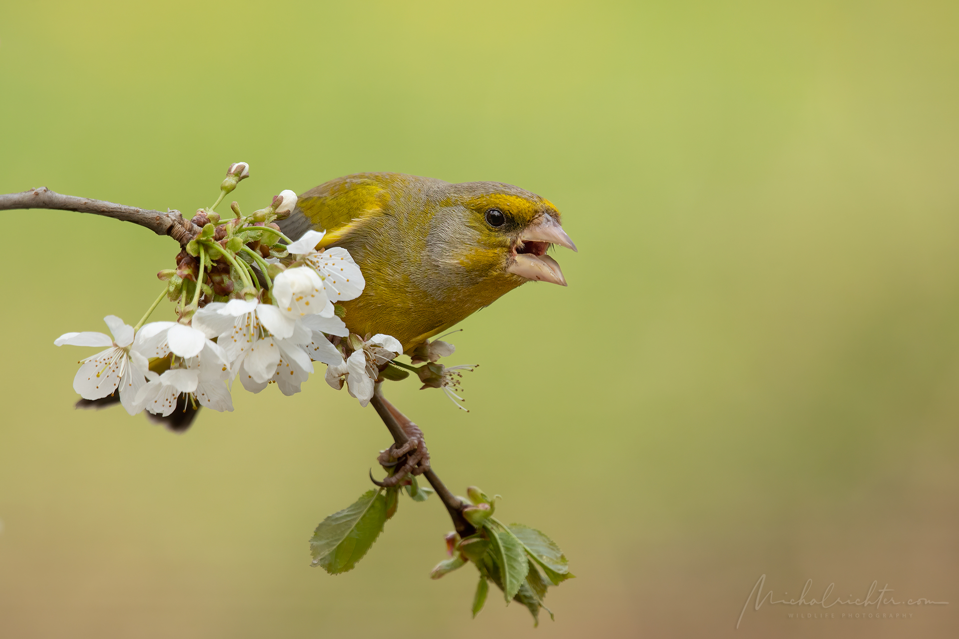 Carduelis chloris (European greenfinch)