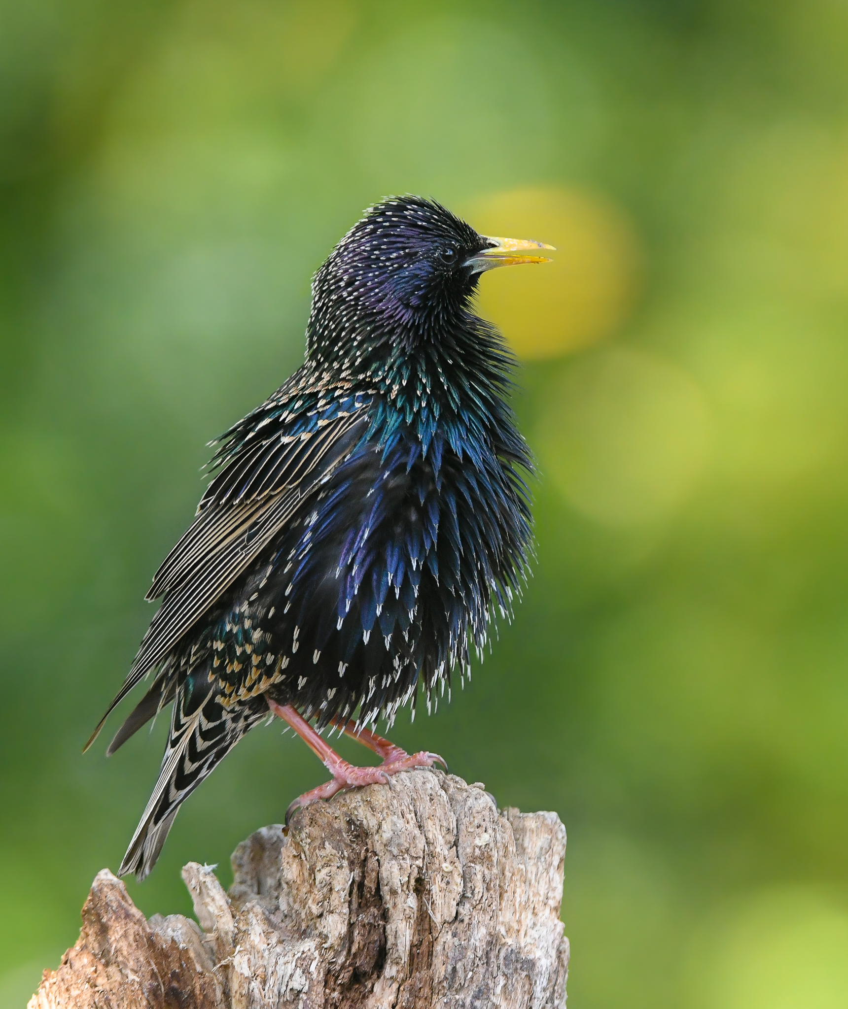Riflessi metallici dello Storno comune