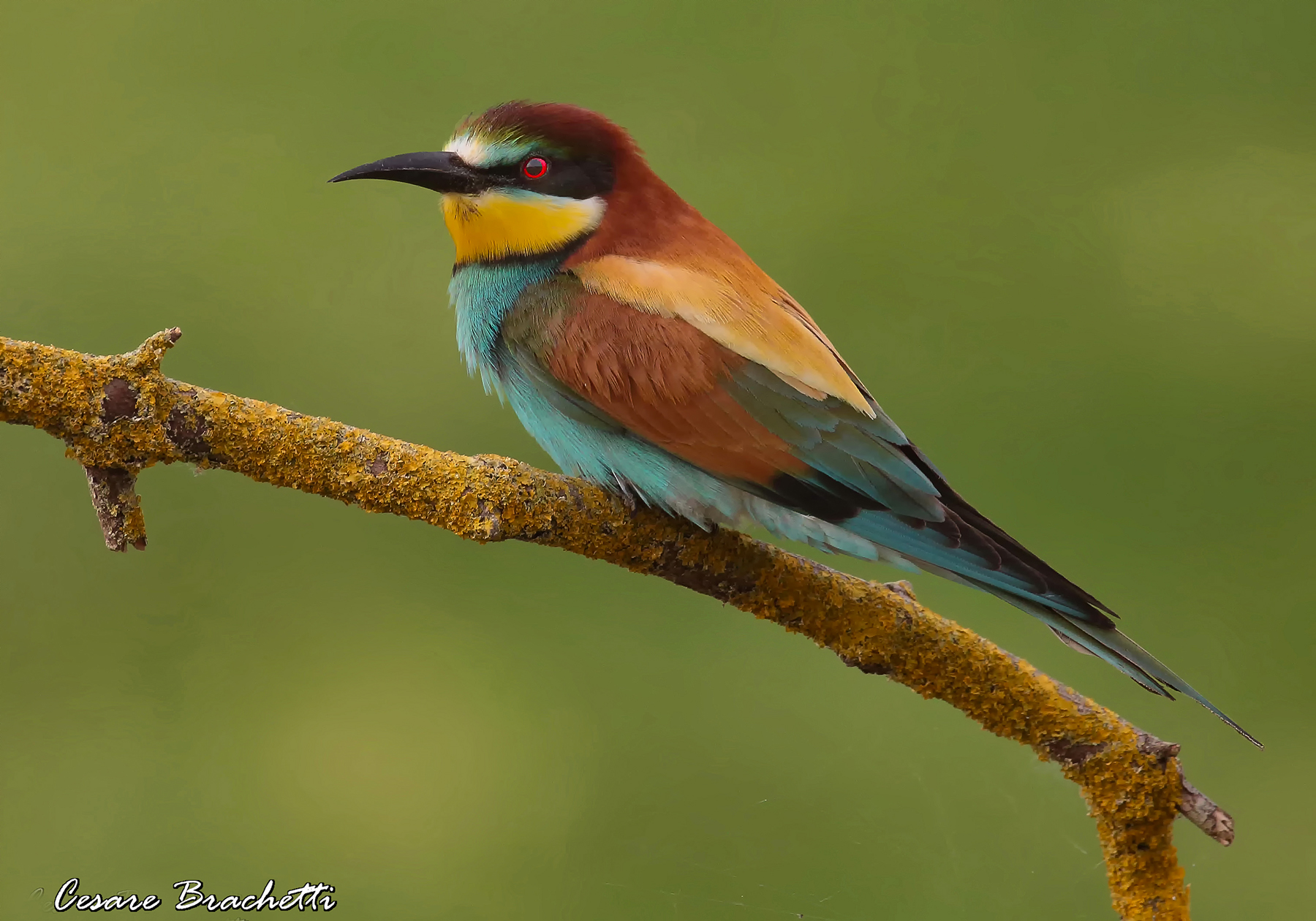 bee-eater.