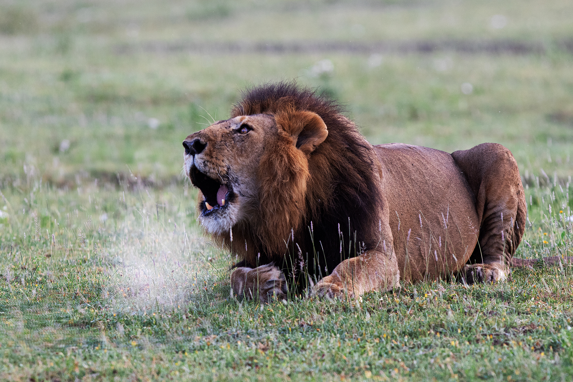 Il richiamo della foresta