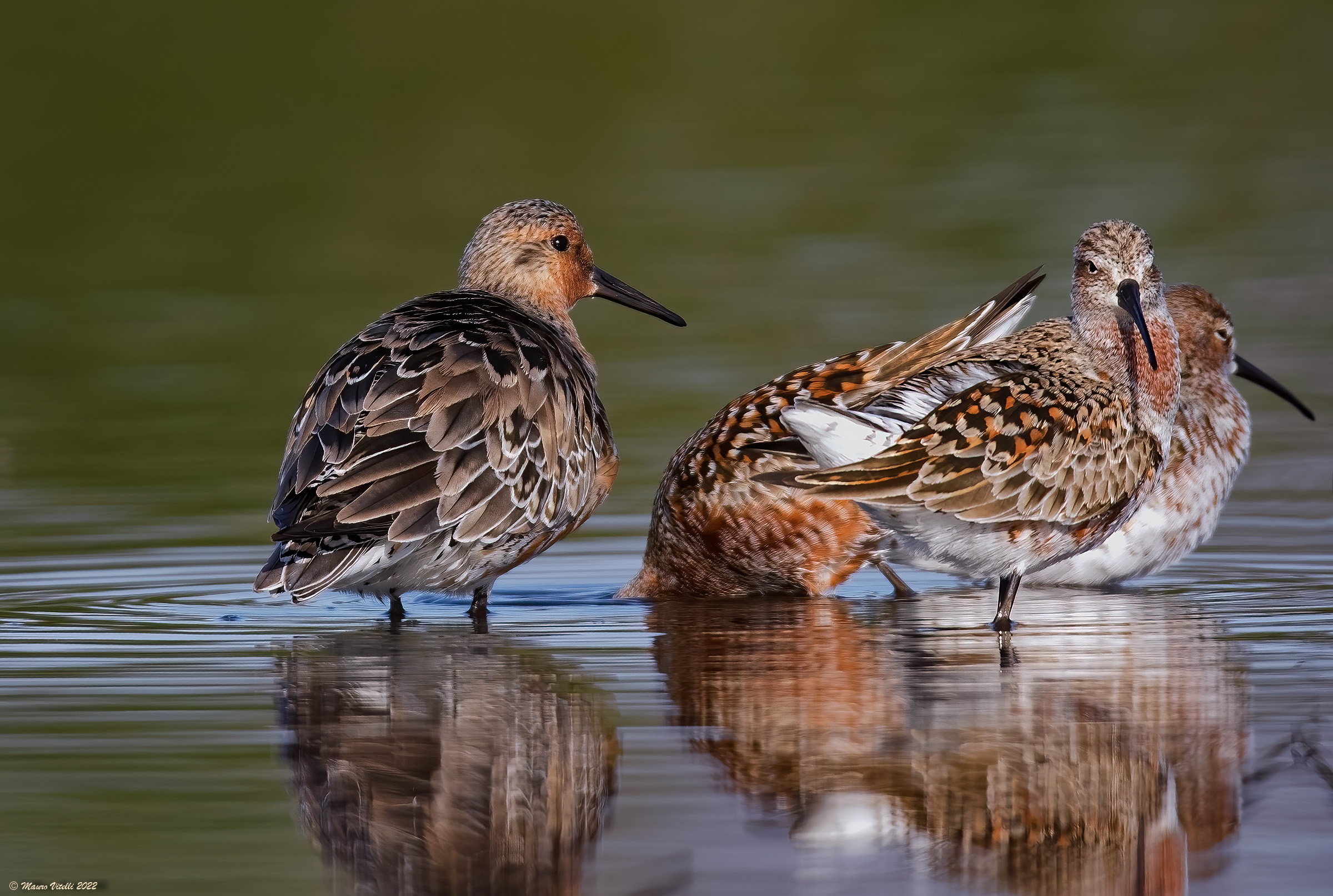 Piovanello maggiore and common piovanelli