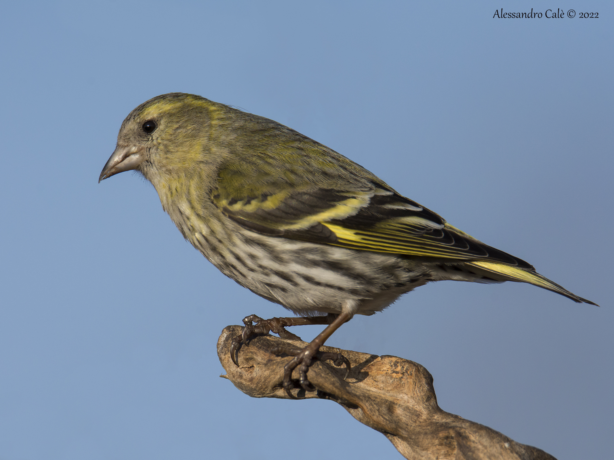Carduelis spinus (Lucherino) 5121