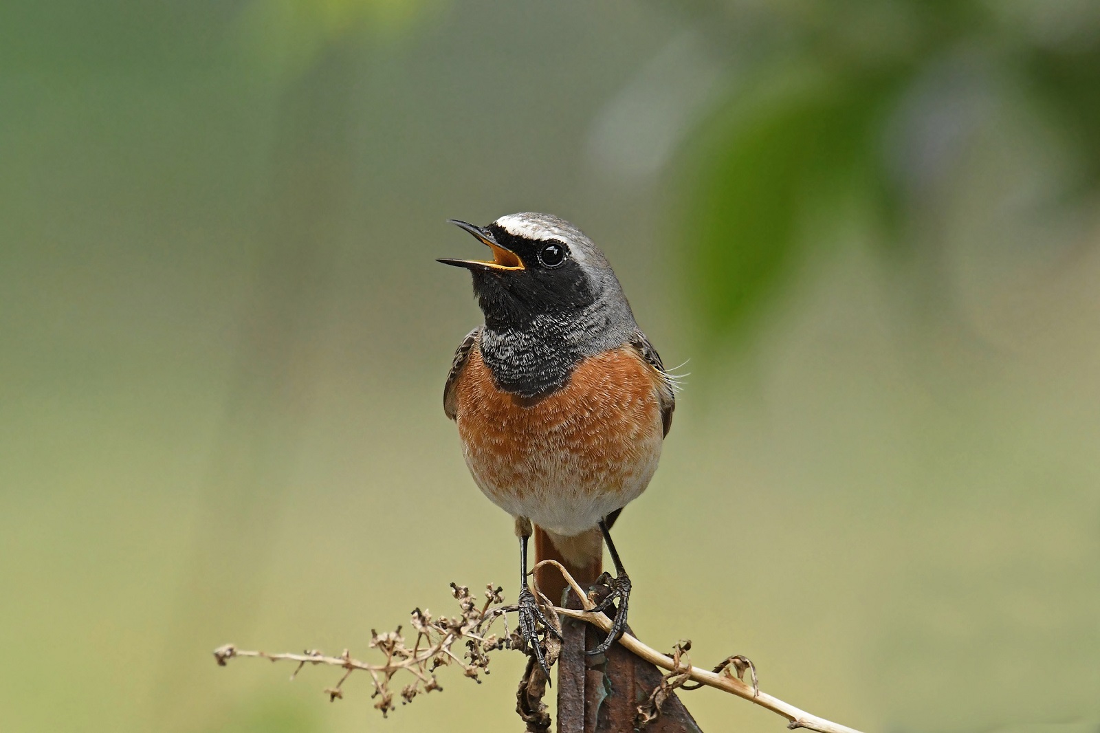Common redstart