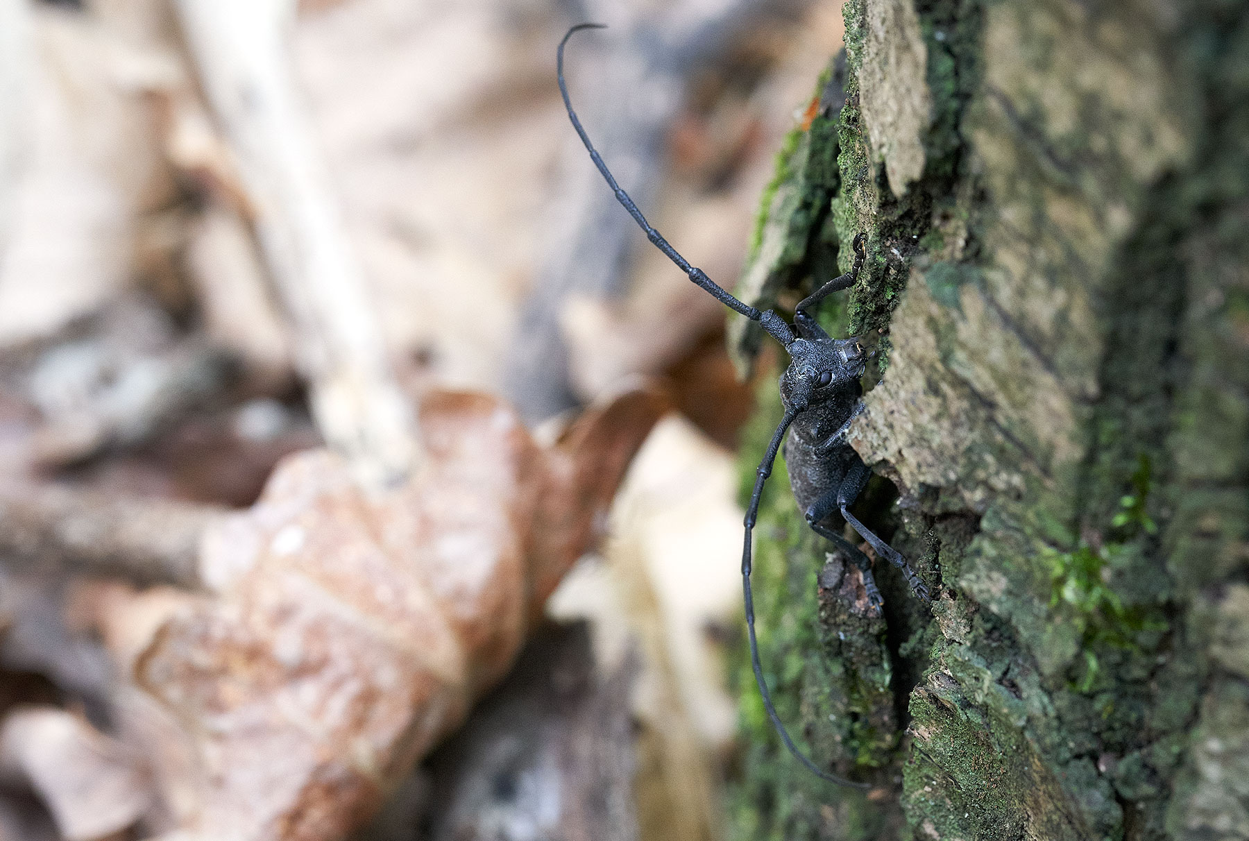 Make way for the 'little ones'...