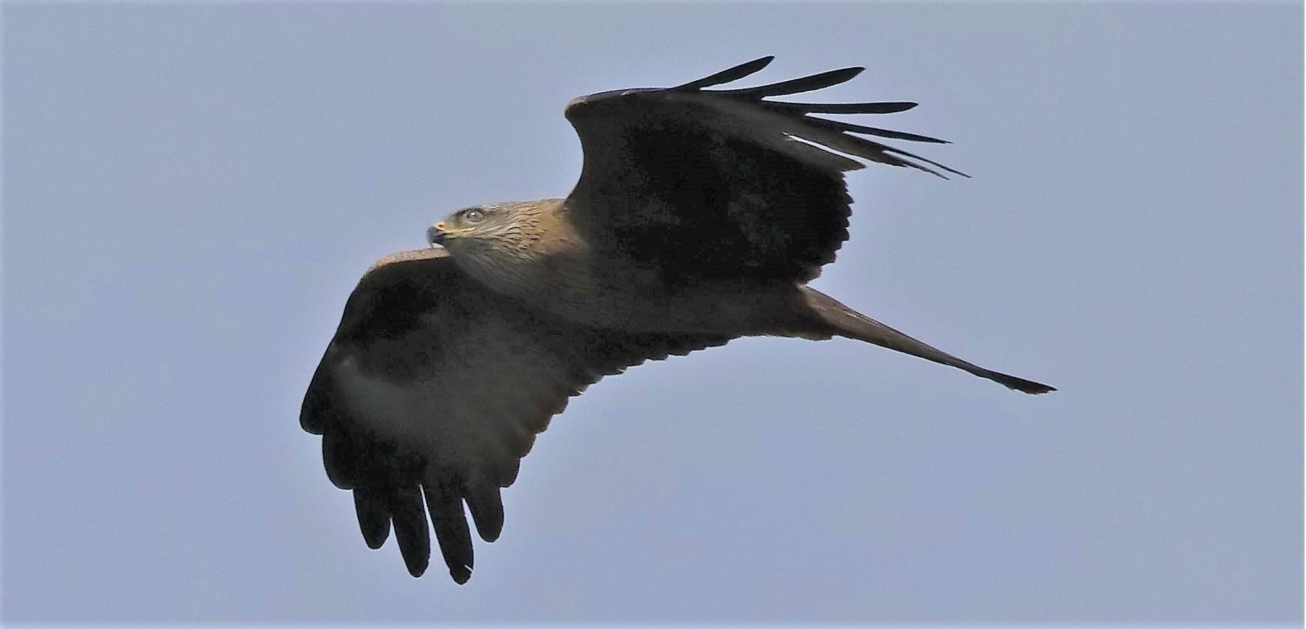 Black kite 29-04-2022