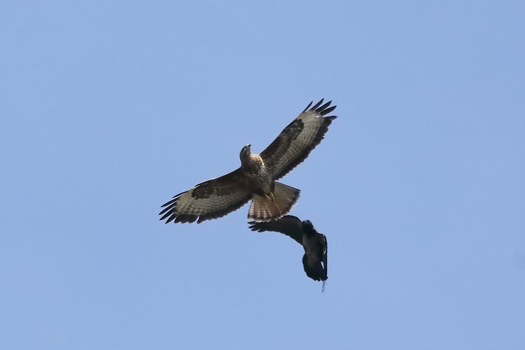 buzzard 12-04-2022