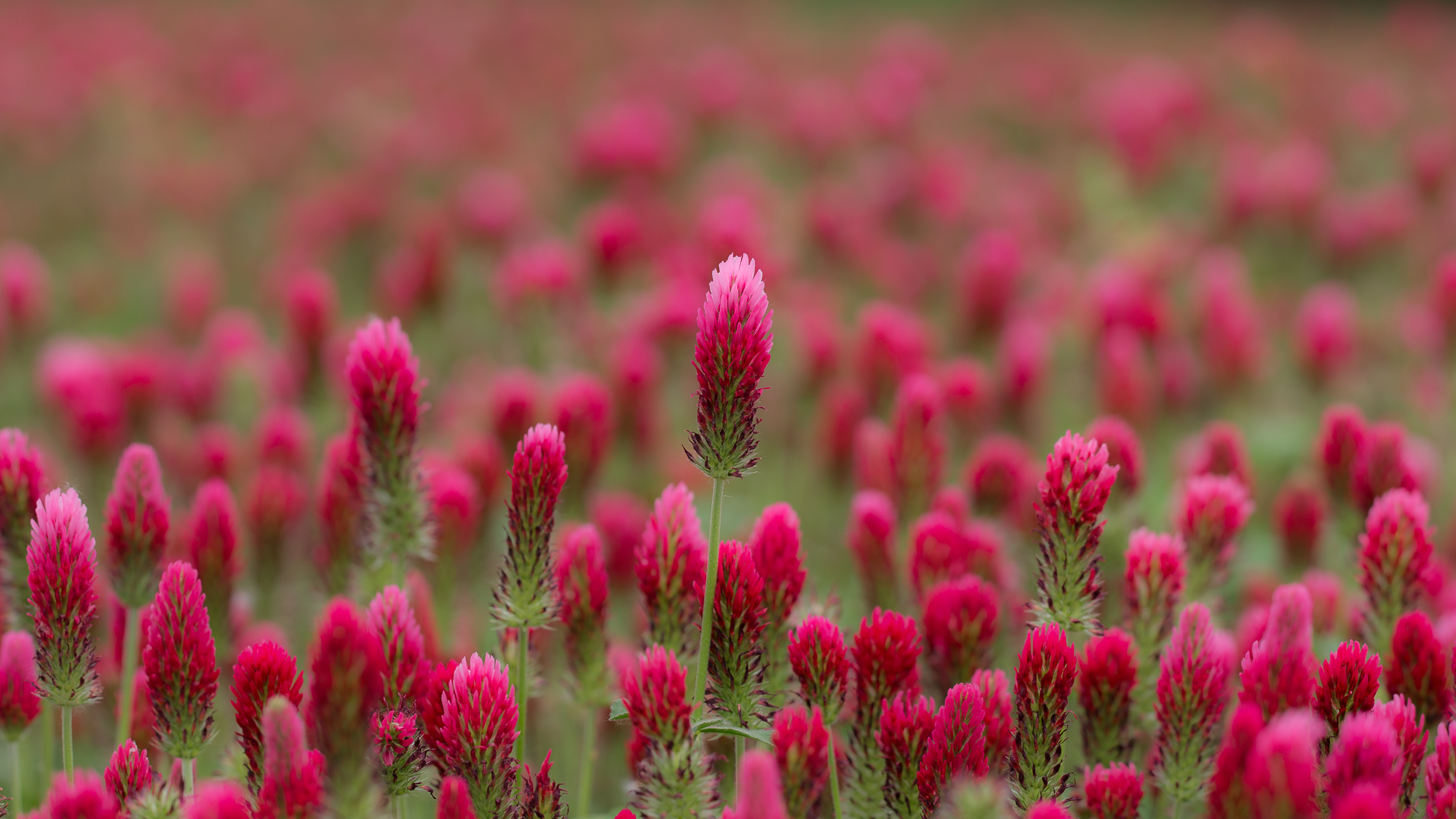 fioritura trifoglio.