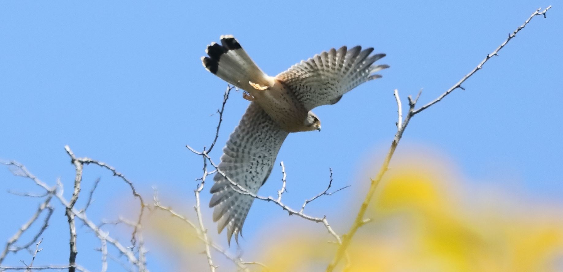 kestrel 05-04-2022