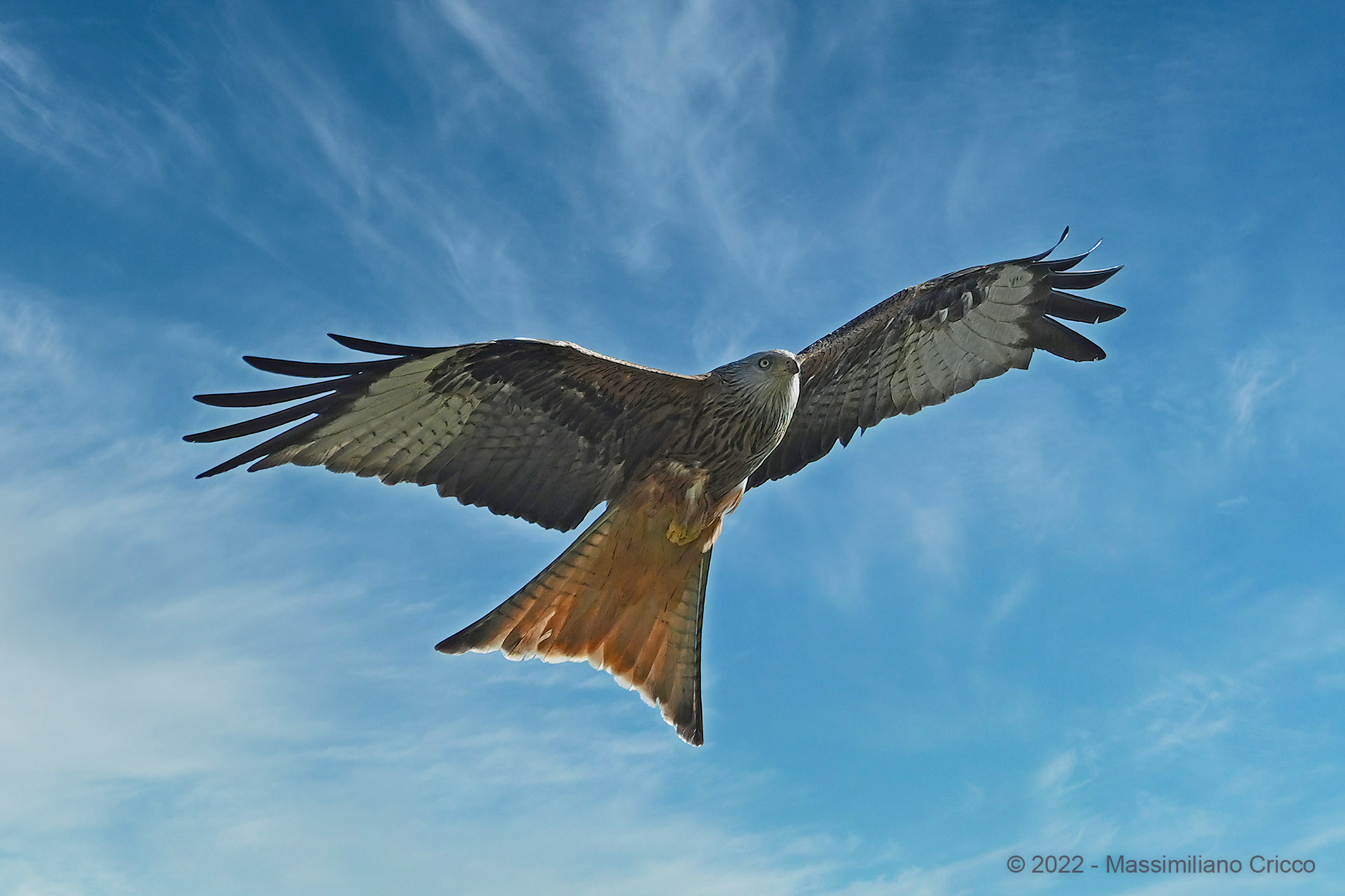 Red kite - Grandson - Lake Neuchâtel - Switzerland