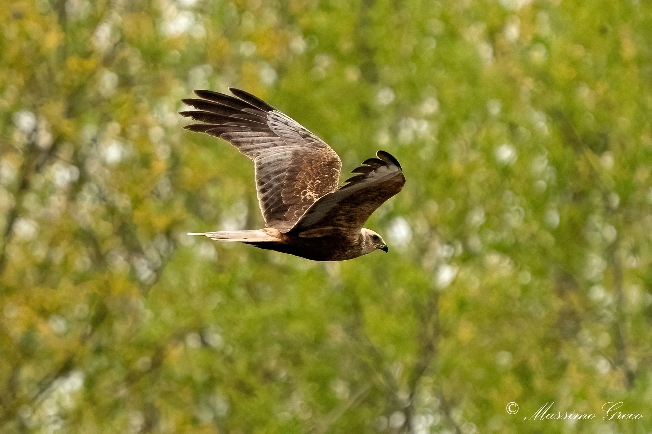 Marsh falcon (Circus aeruginosus)
