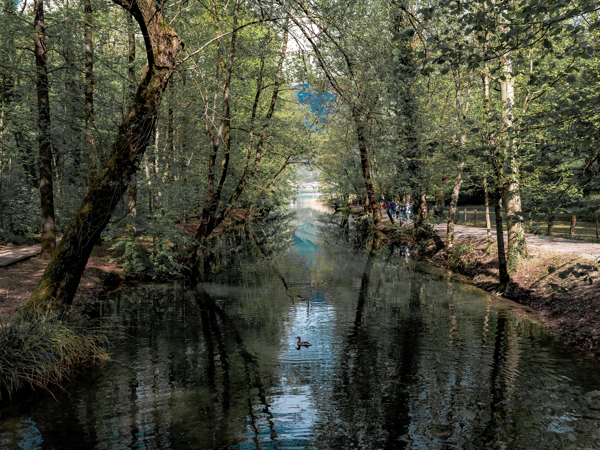 Riflessi è un anatra