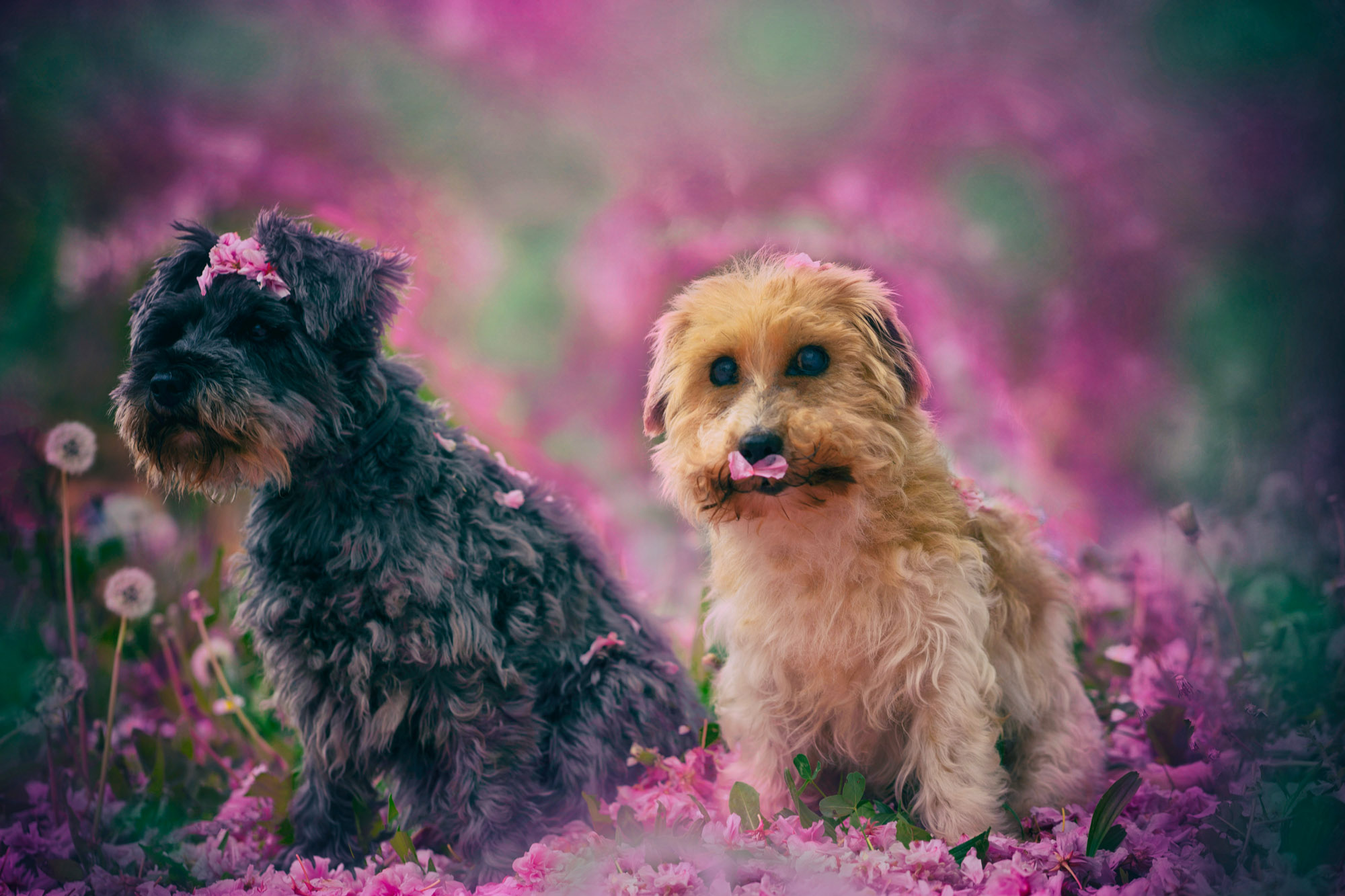 The petal on the truffle