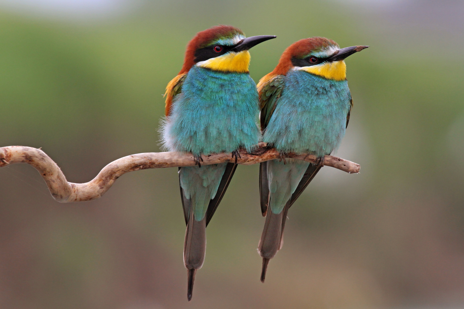 Bee-eaters