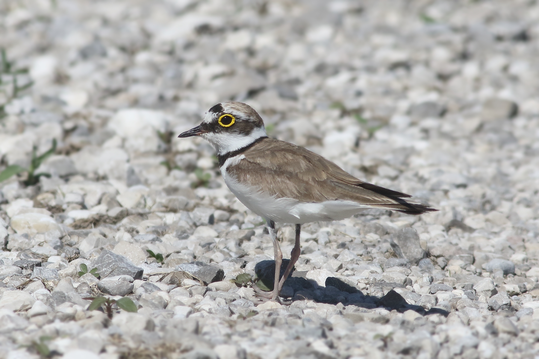 Little ringed plover