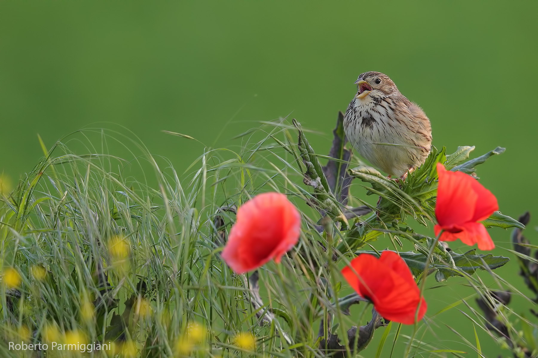 Uncultivated spring and squealing