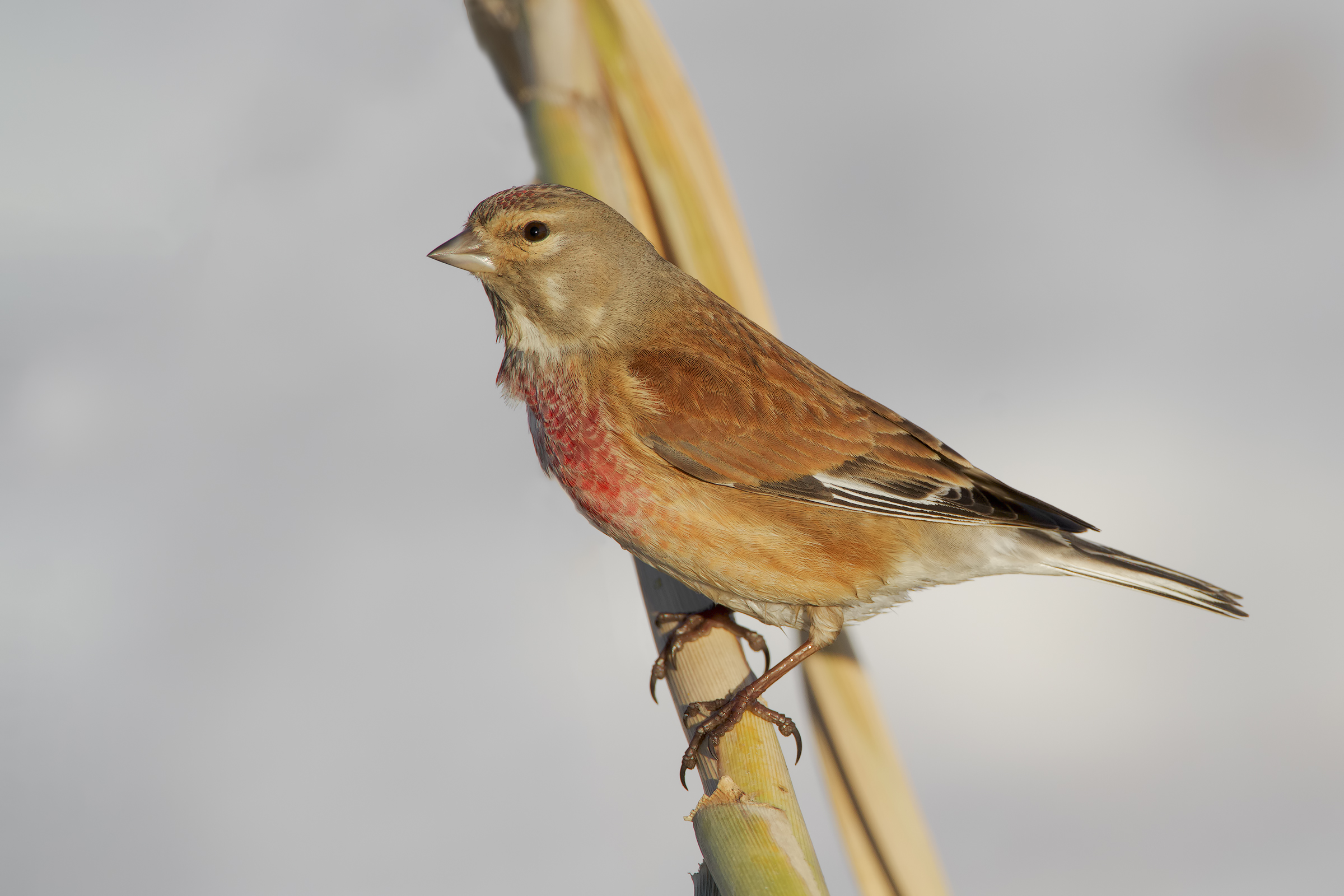 Linnet