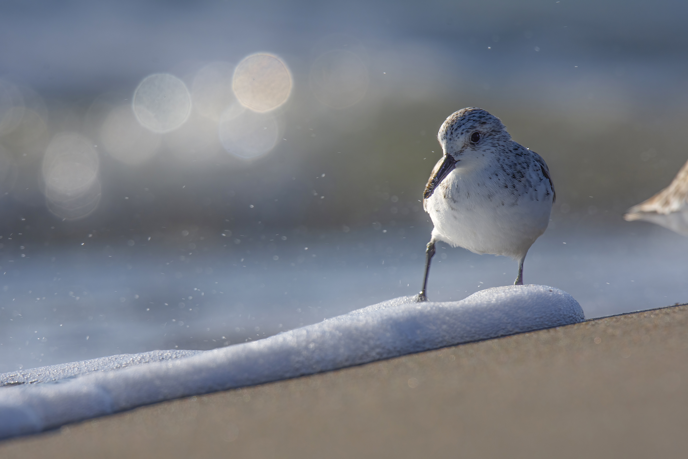 Three-toed sandpiper