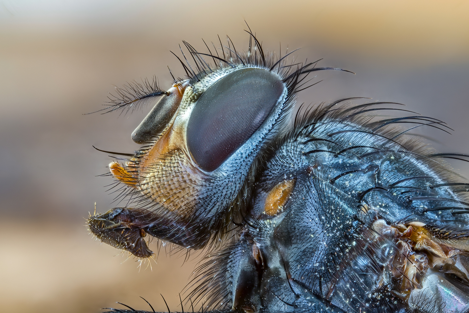 Calliphora sp. z o.o.