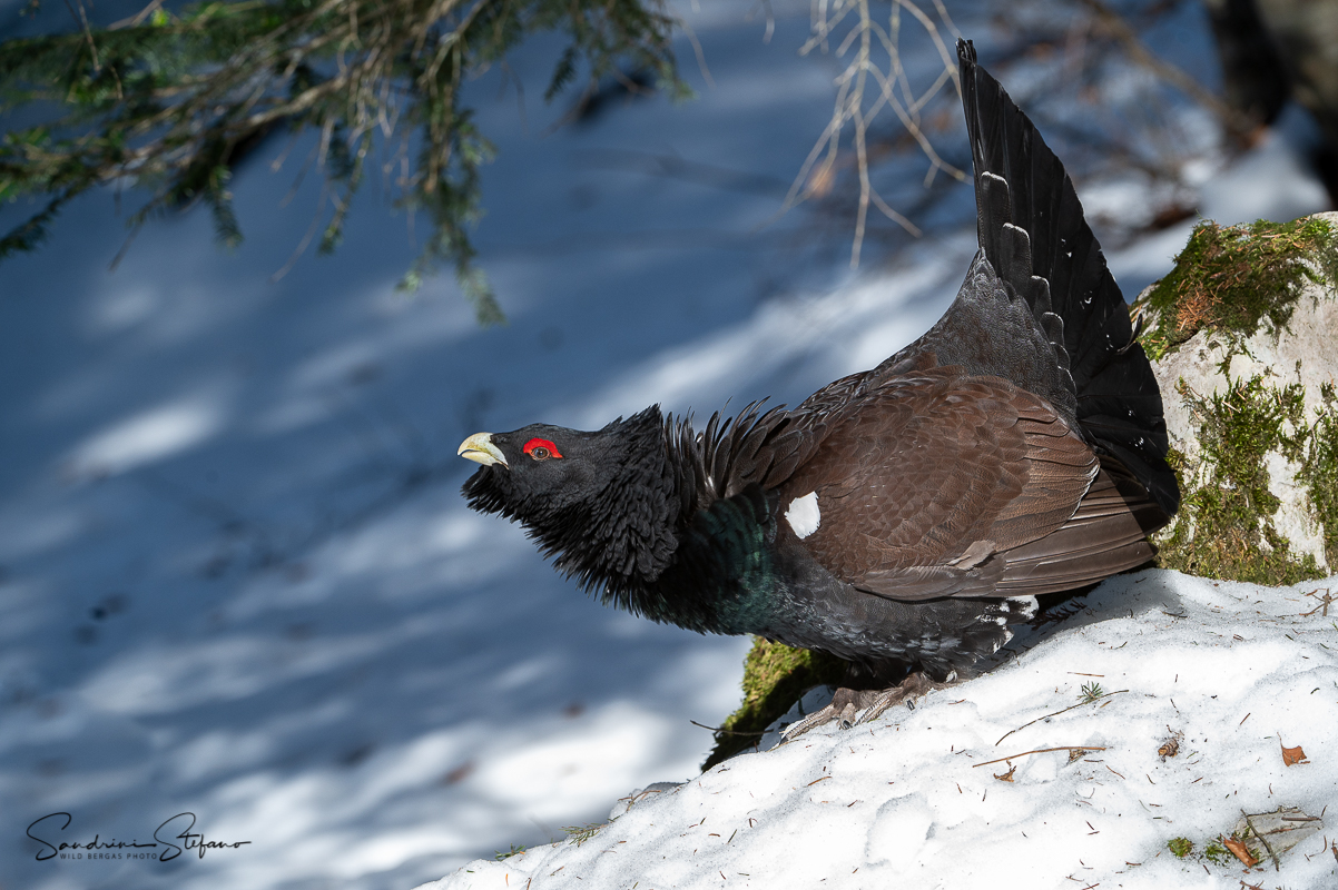 Gallo cedrone