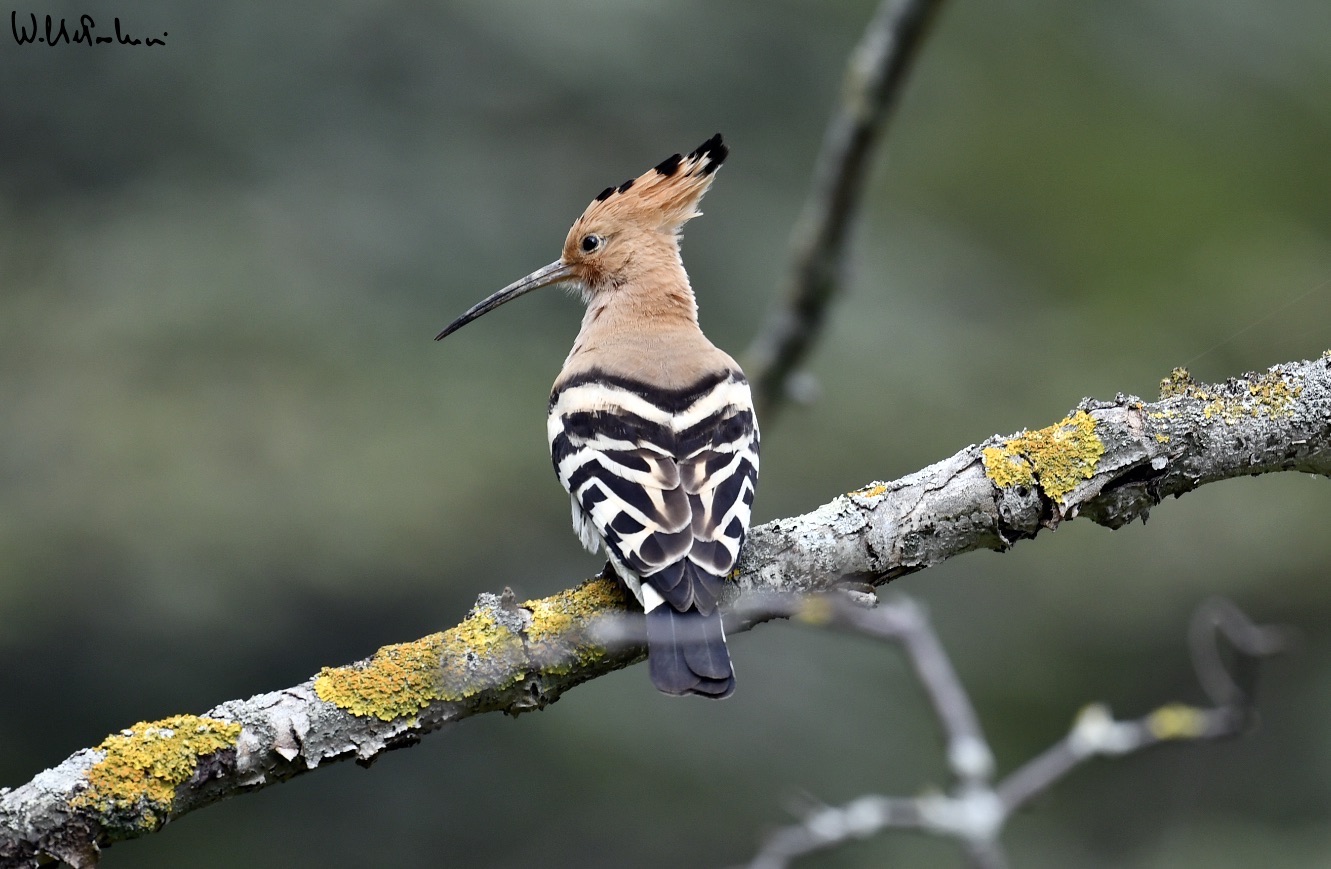 Hoopoe